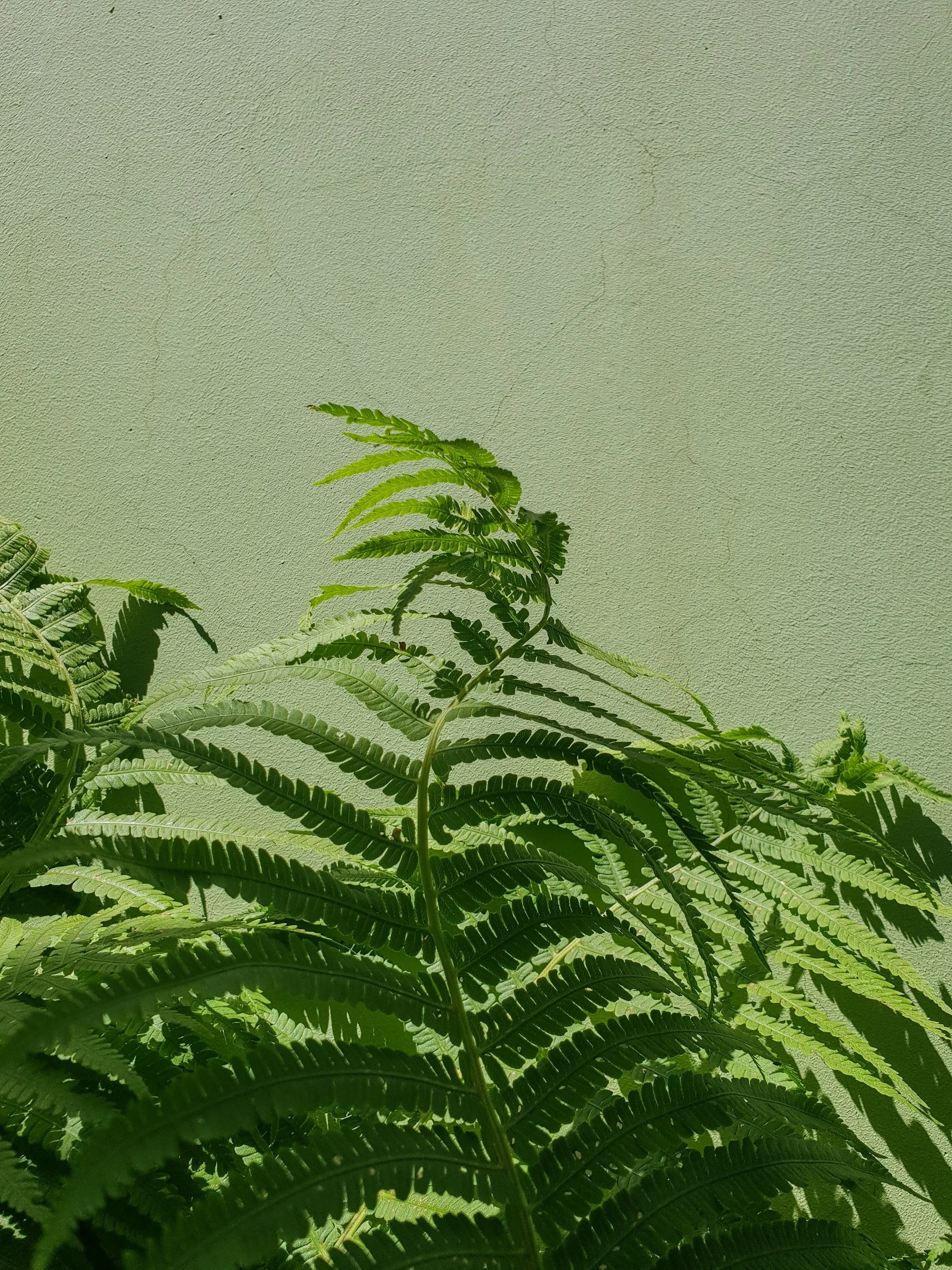 Green fern plant with multiple fronds against a light green wall background.