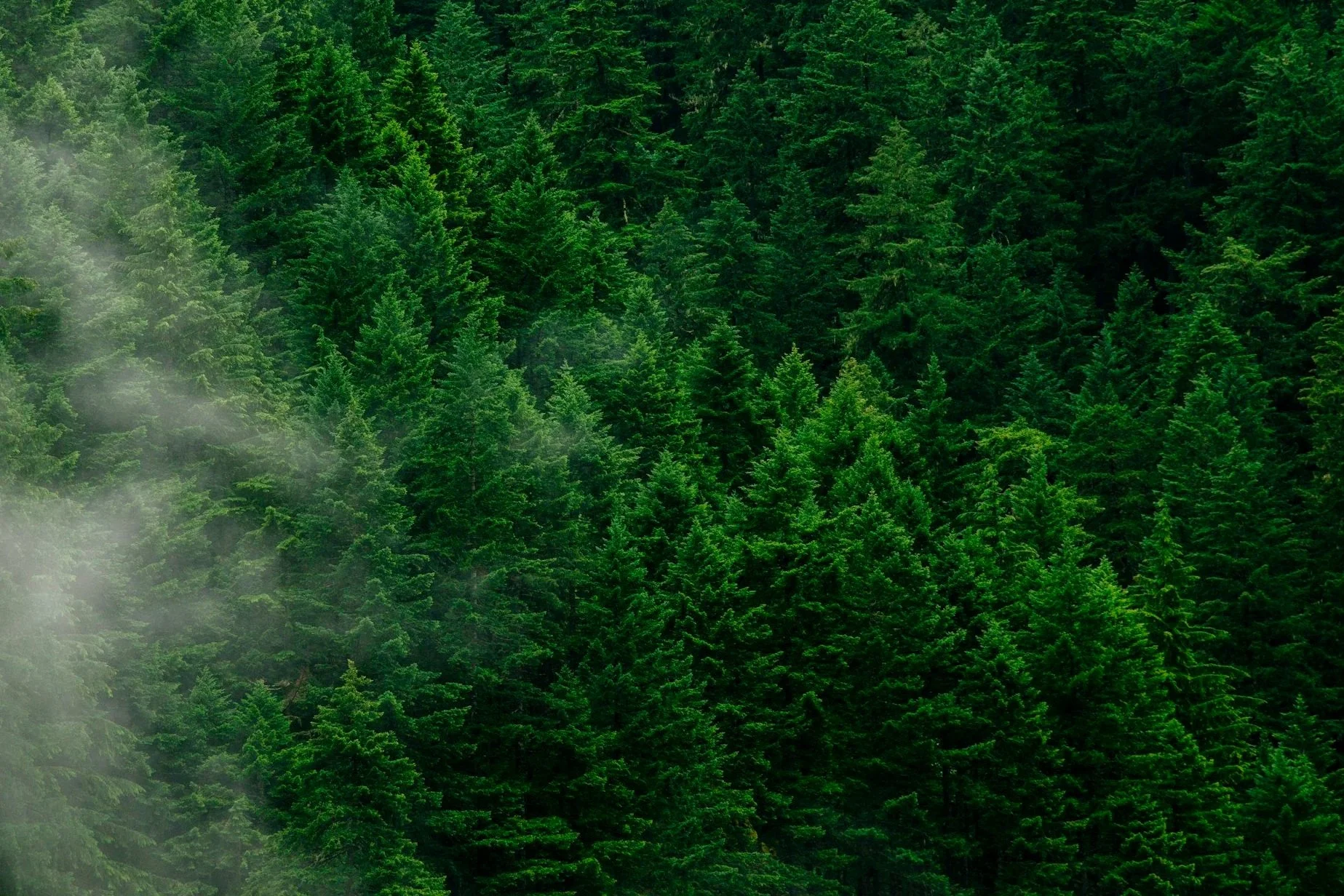 Pine tree forrest
