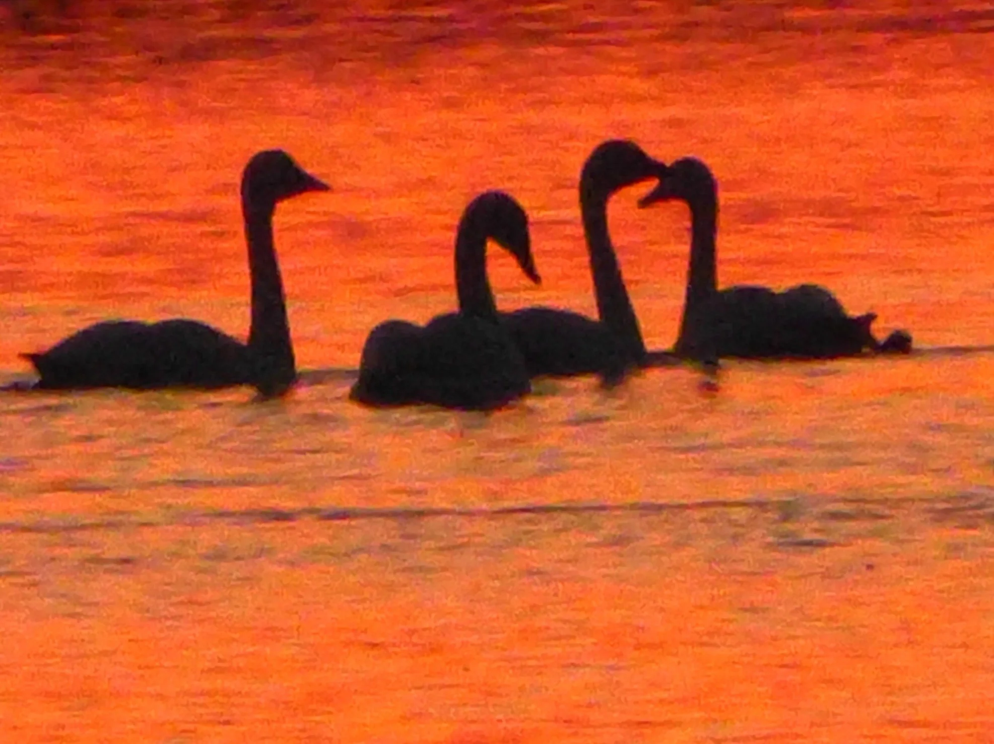 Swan-Silhouette.jpg