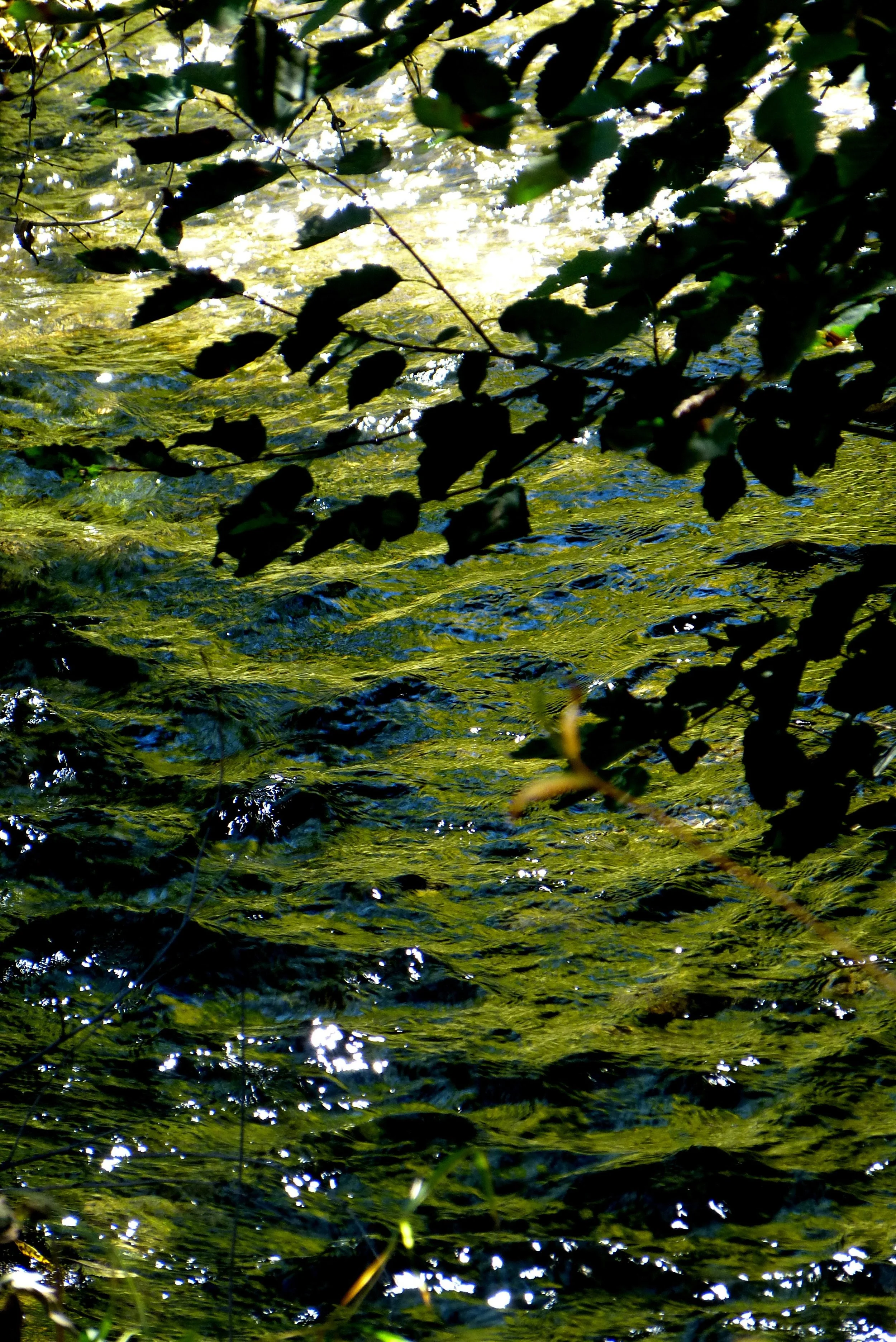 Listening to Lagunitas Creek 