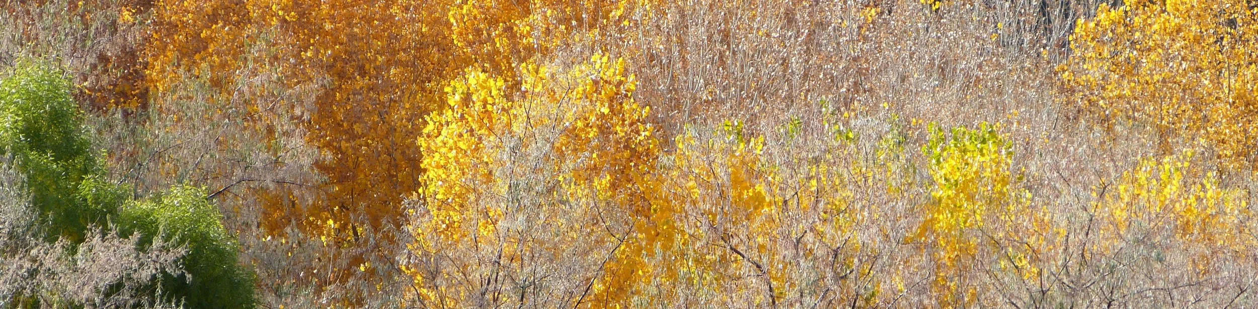 Fall Weather – Turning Inward
