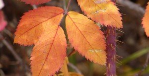 Autumn – The Coming Rest