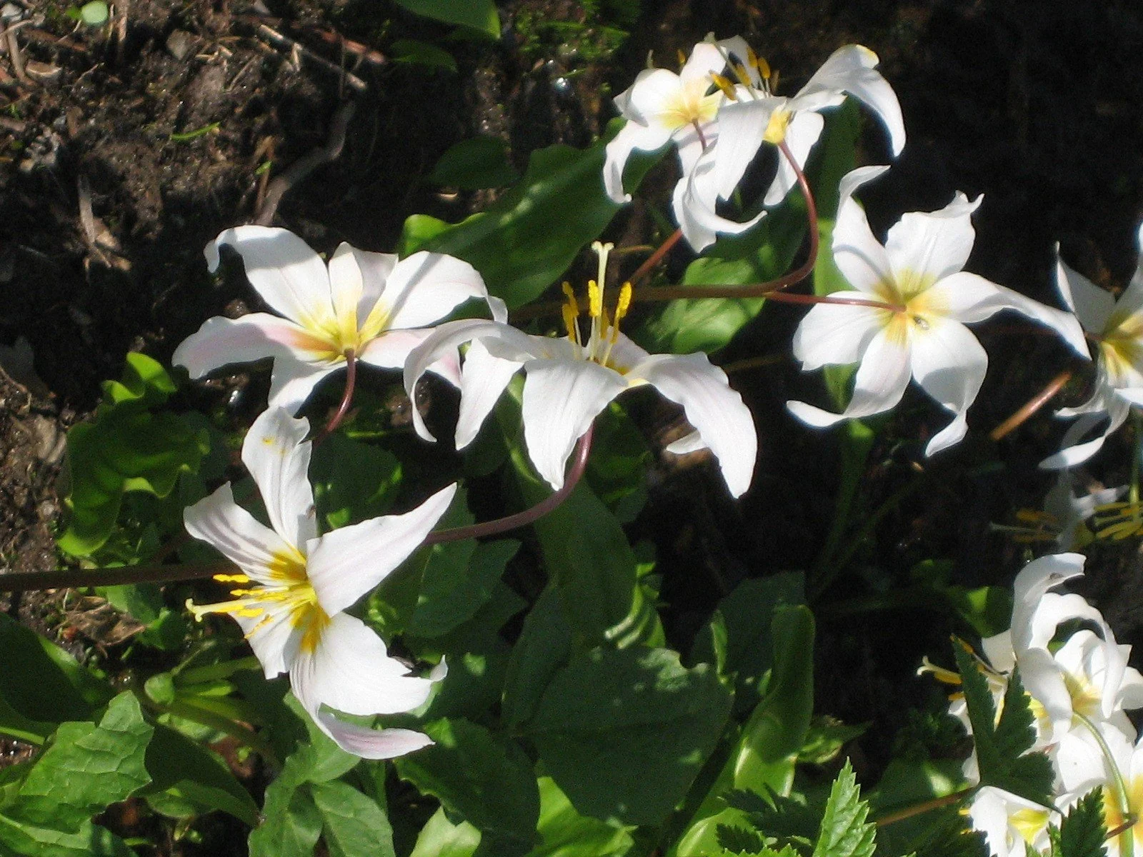 Celebrating Sun and Solstice