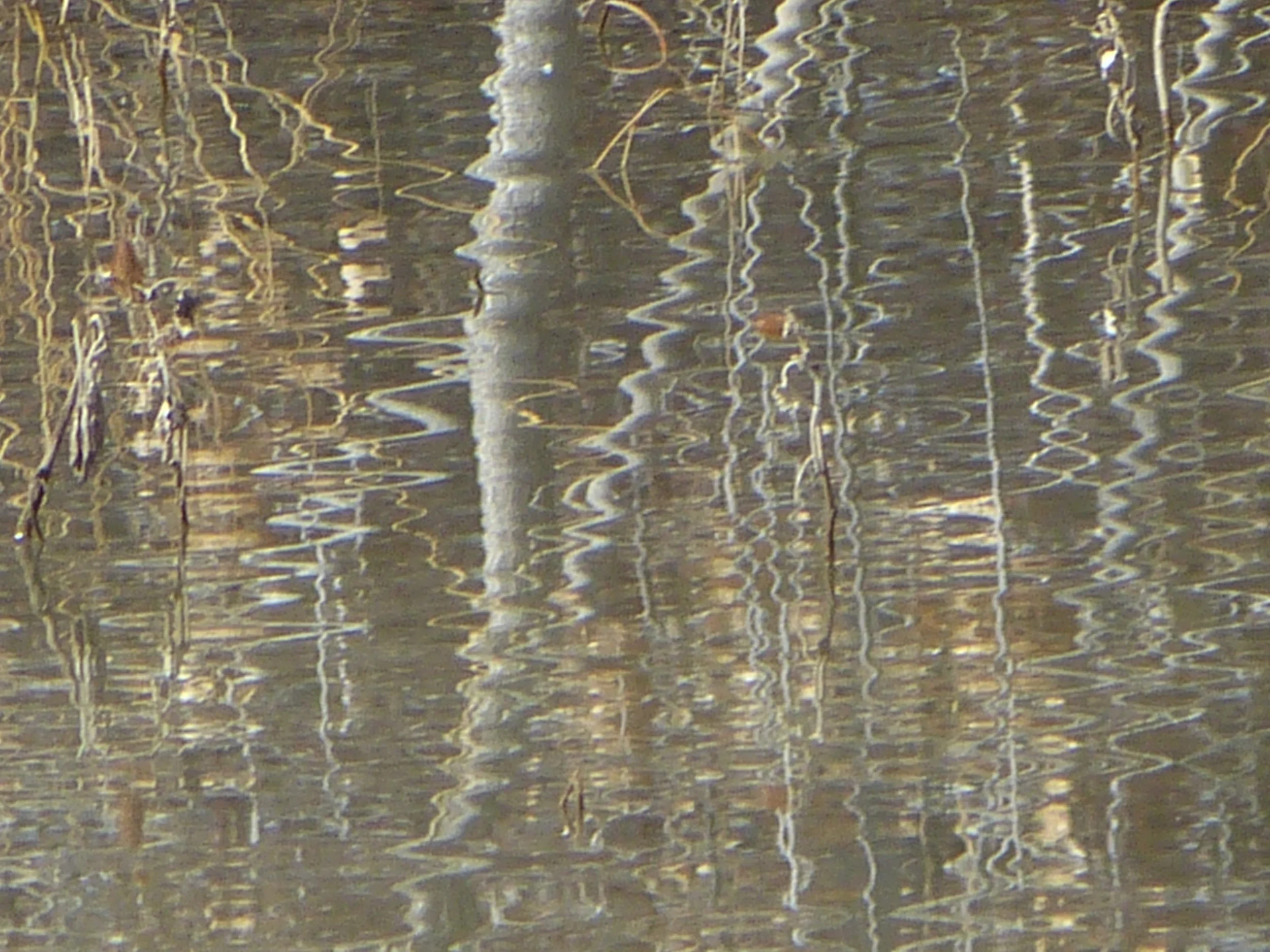 Copy of P1050854.JPG