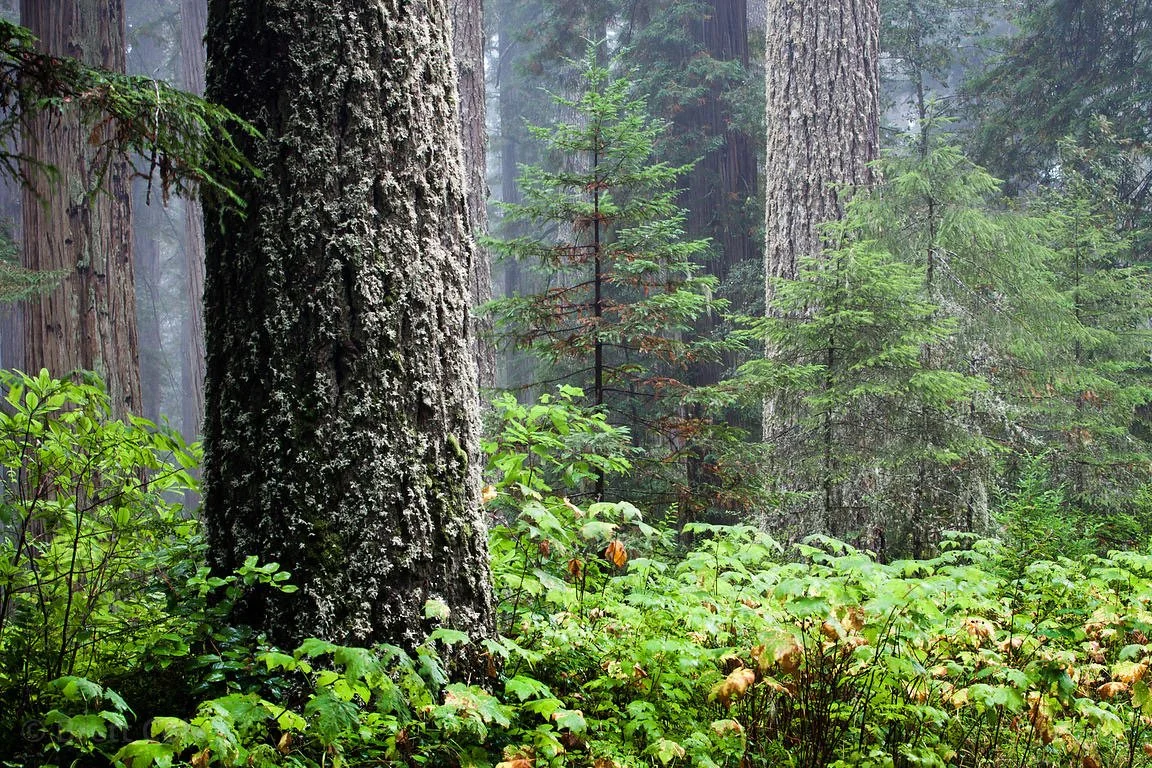Copy of Brett-Cole-Redwoods-00031_xgaplus.jpg
