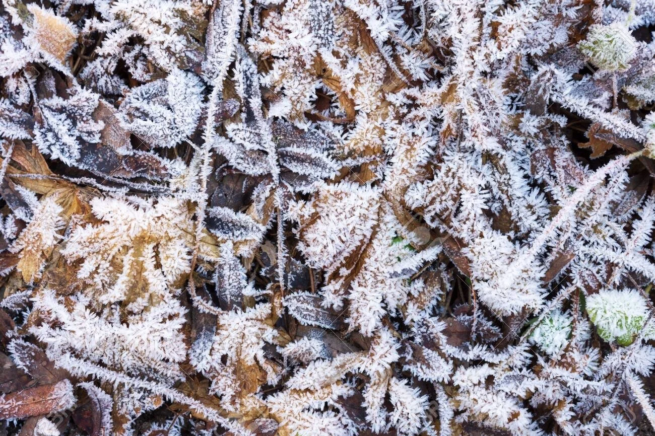 Copy of 138141301-ice-crystals-on-leaves-and-grasses-frosted-ground-cold-winter-day.jpg