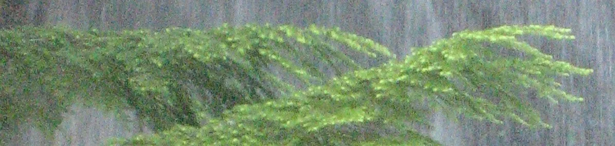 IMG_3007Crop-001.jpg