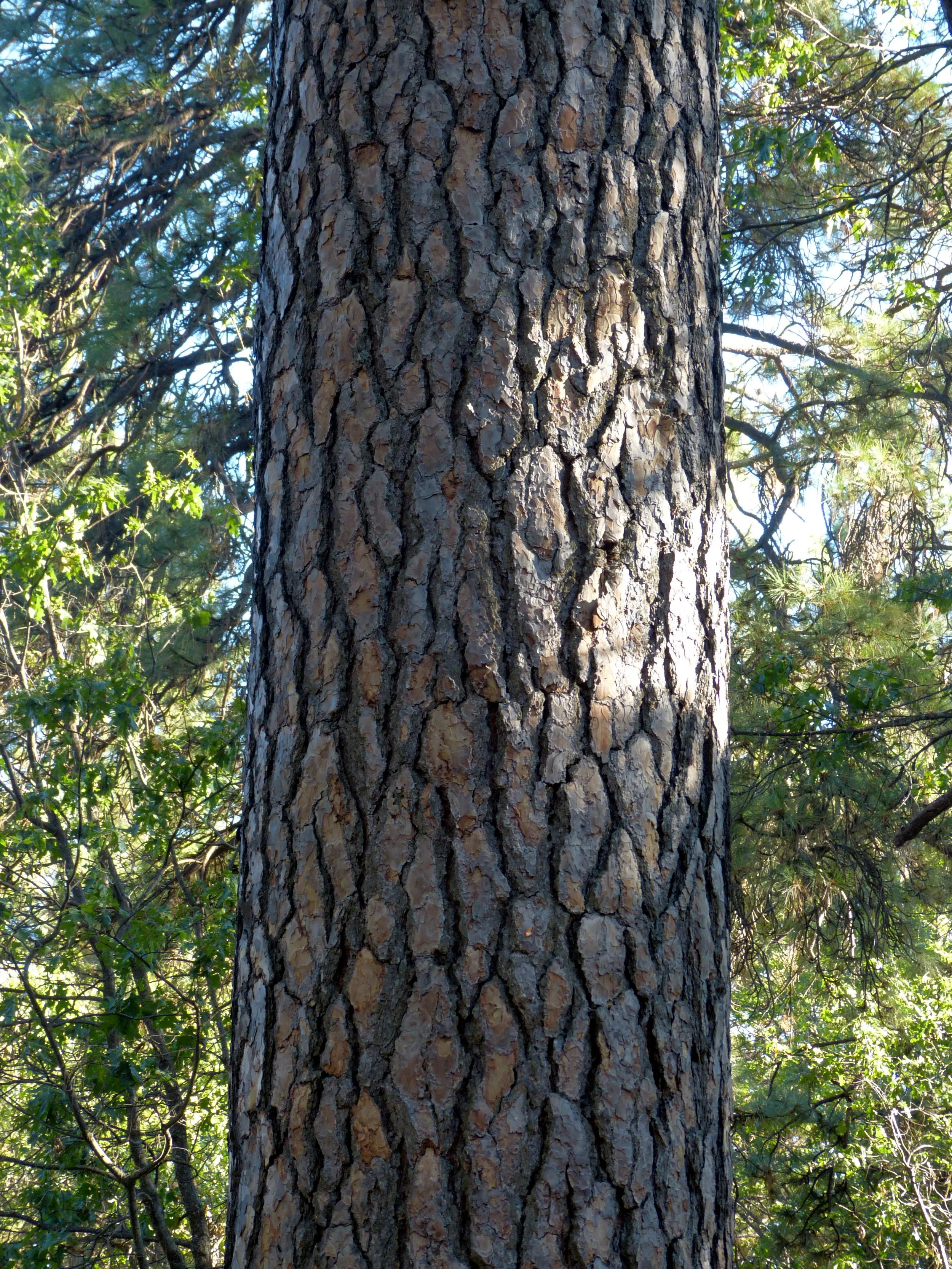 Copy of P1090774.JPG