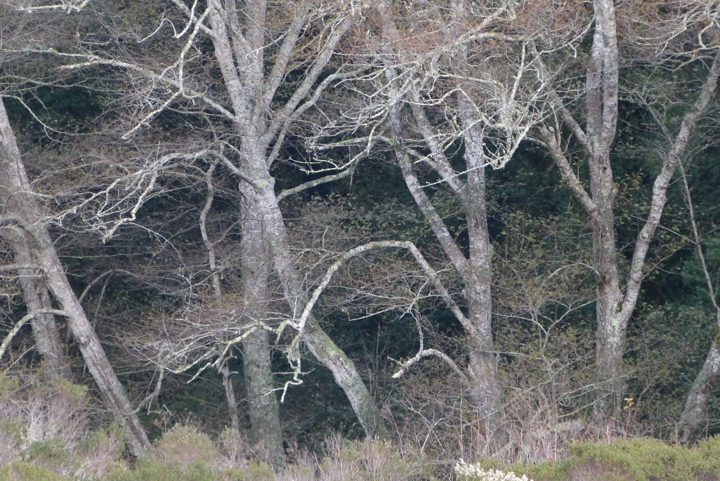 Copy of P1050423.JPG