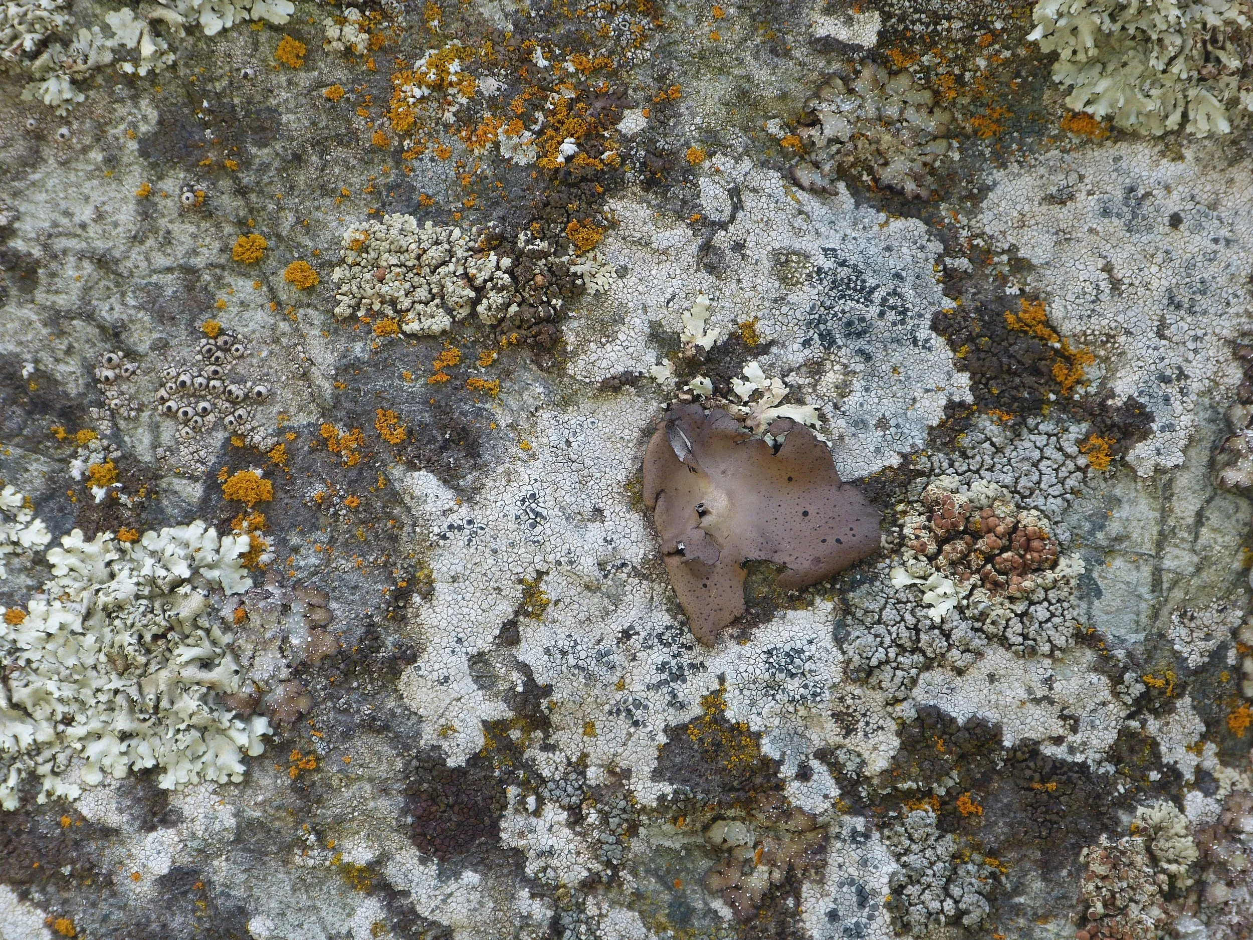 Copy of P1120616.JPG