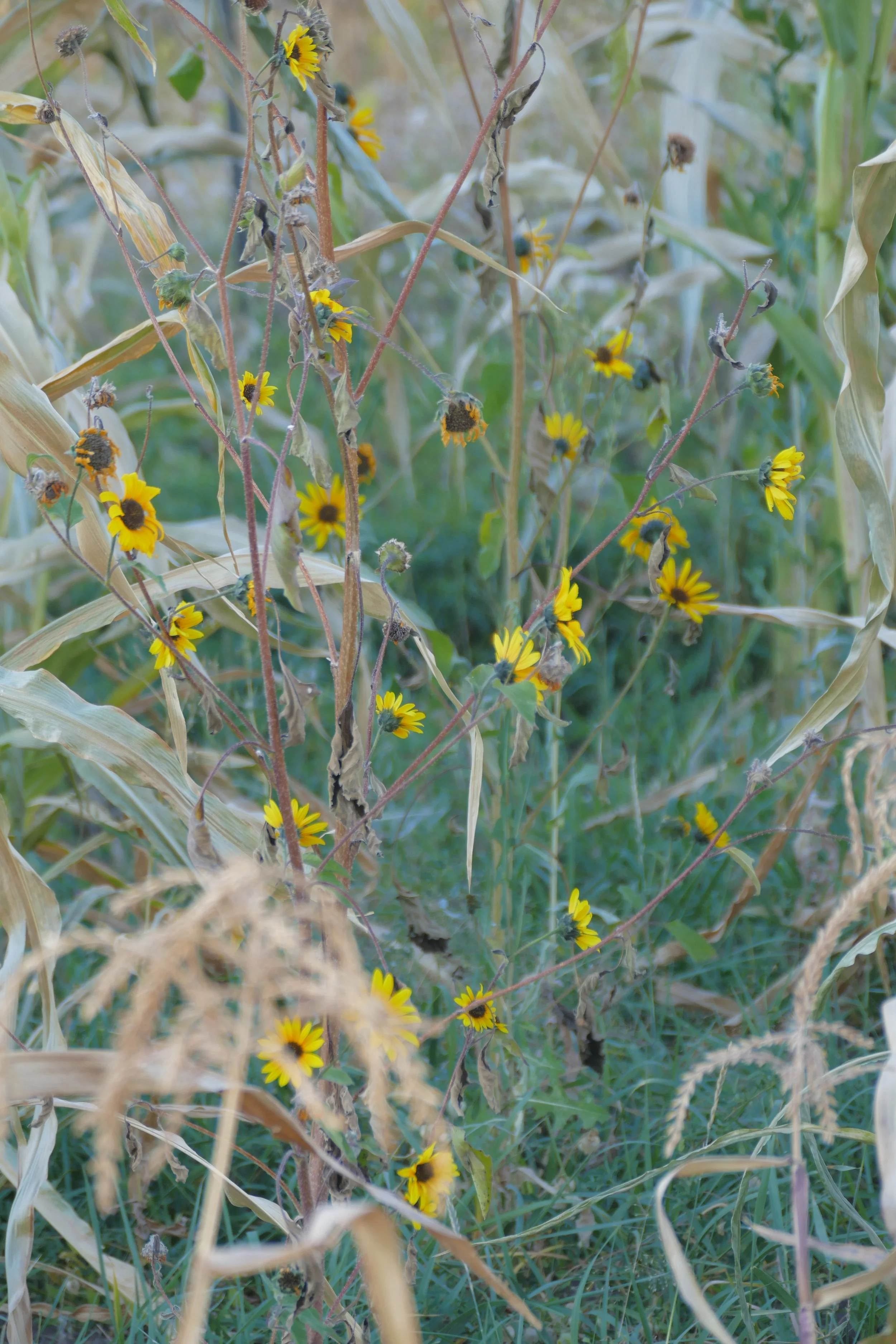 Copy of P1010387.JPG
