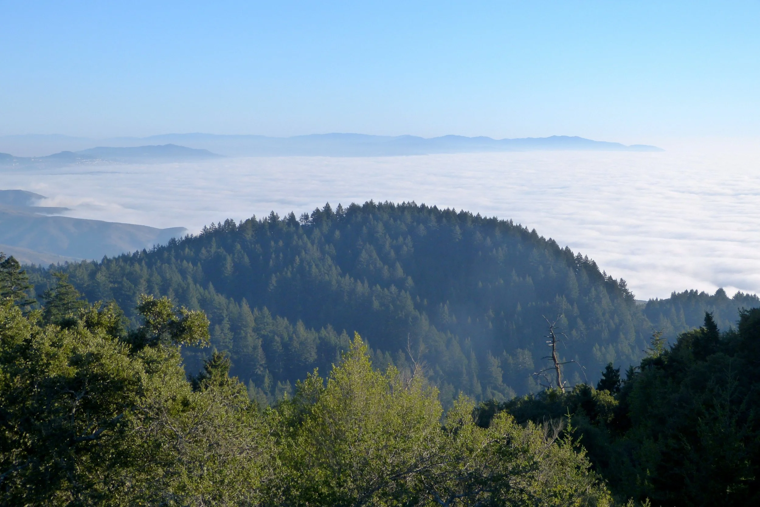 Tam-Hills-Fog.jpg