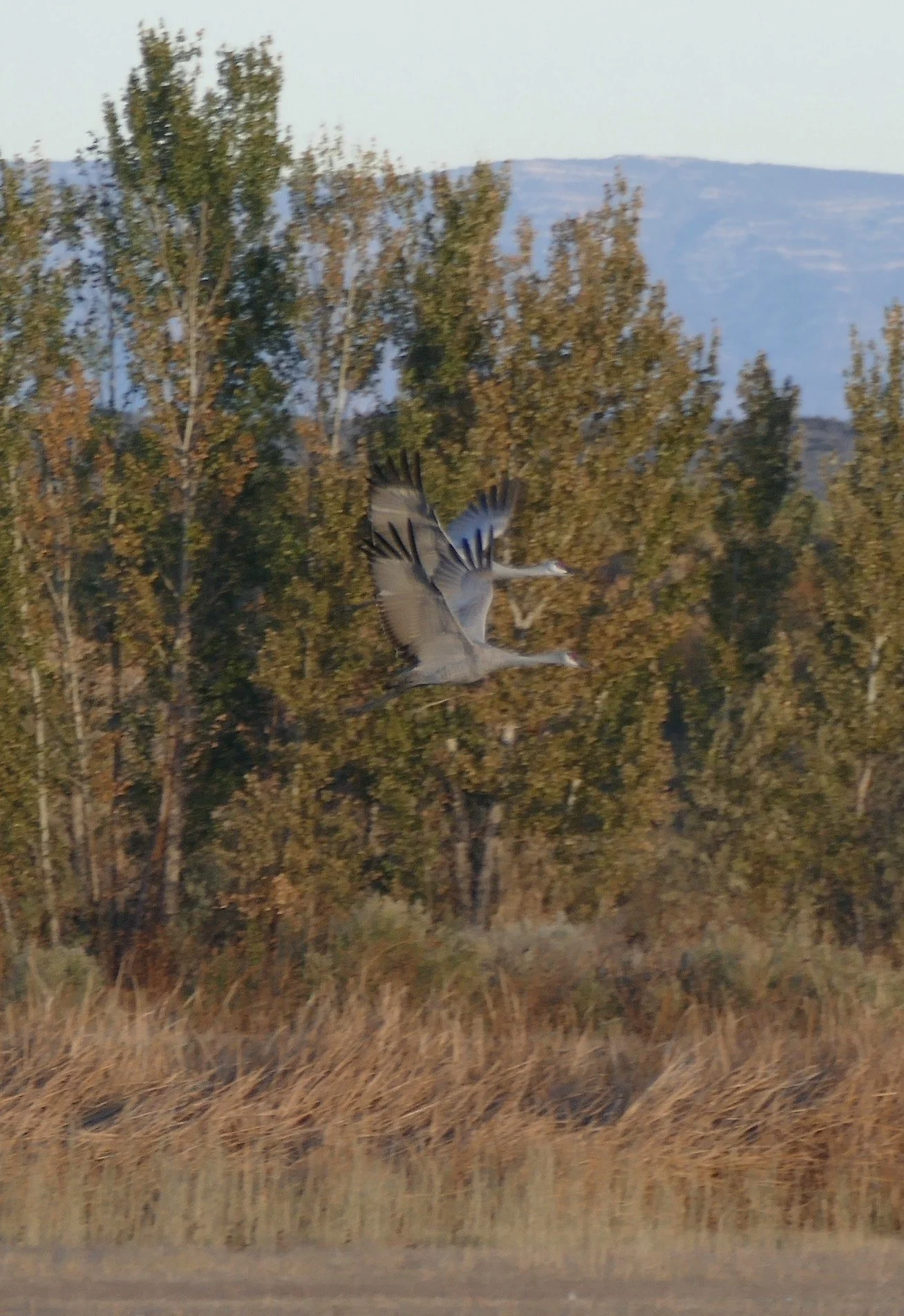 Copy of P1030244.JPG
