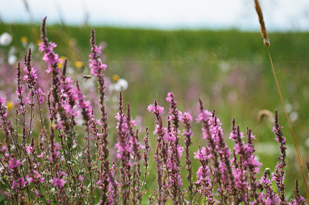 Bee on Wildflower West Dyke Richmond