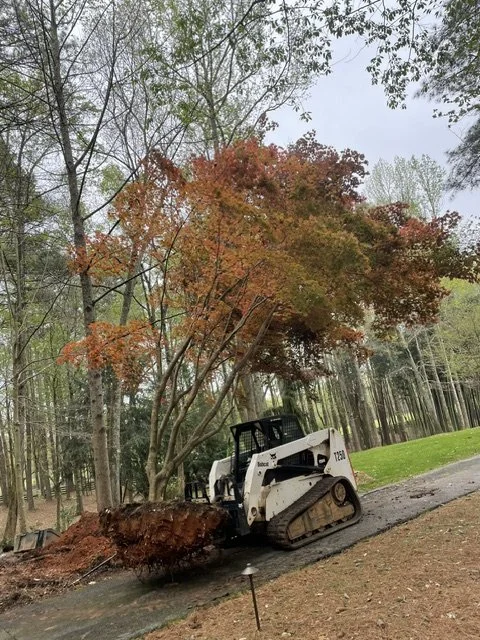 planting 6.jpeg