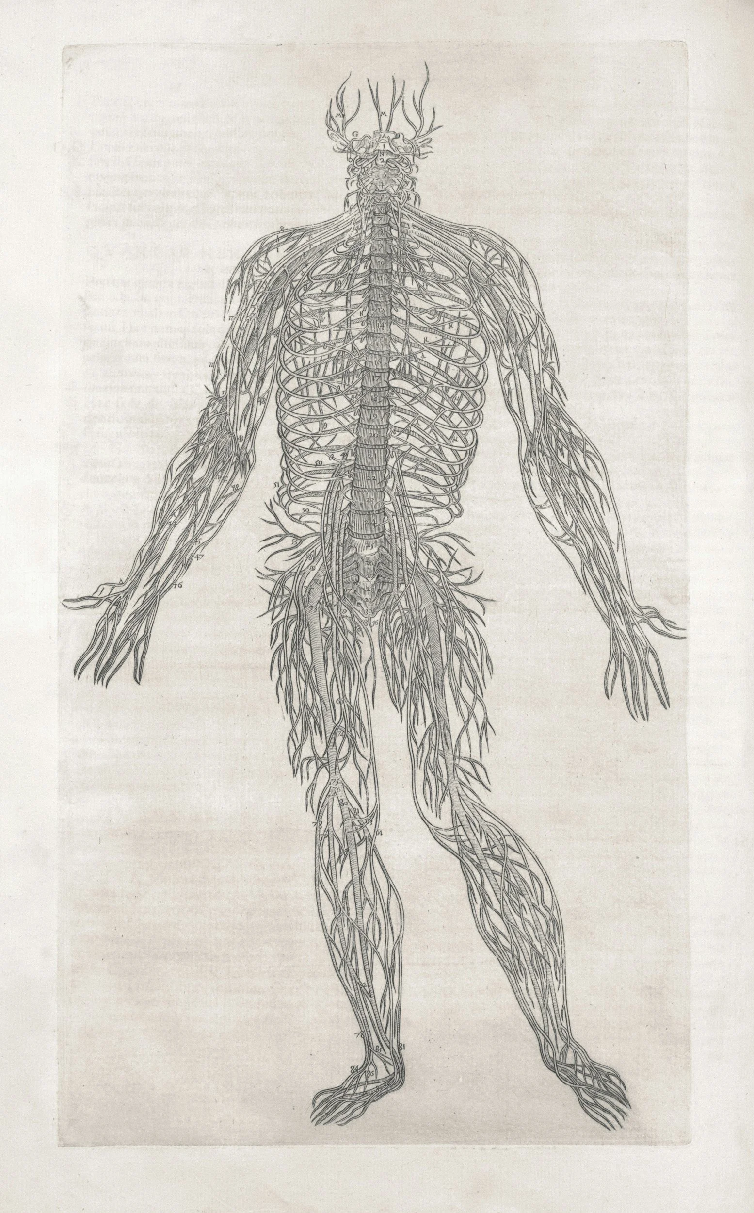Detailed medical illustration of the human nervous system, showing nerves branching from the brain and spinal cord throughout the body.
