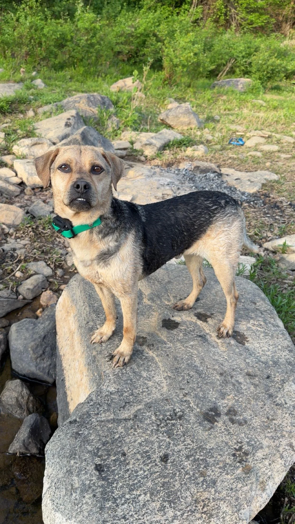 A mixed-breed dog with a green collar standing on a large rock in an outdoor setting with rocks and green bushes.