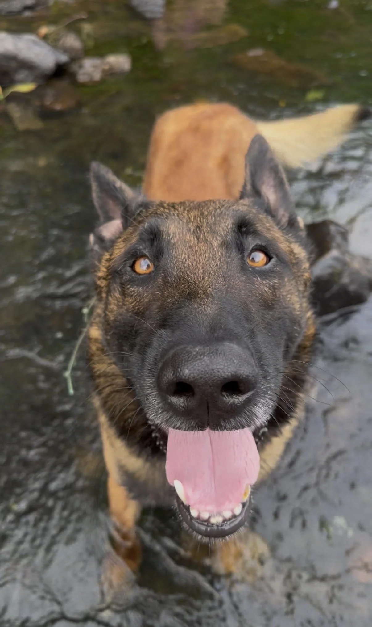A Belgian Malinois dog standing in shallow water with its tongue out, looking at the camera, surrounded by rocks and greenery.
