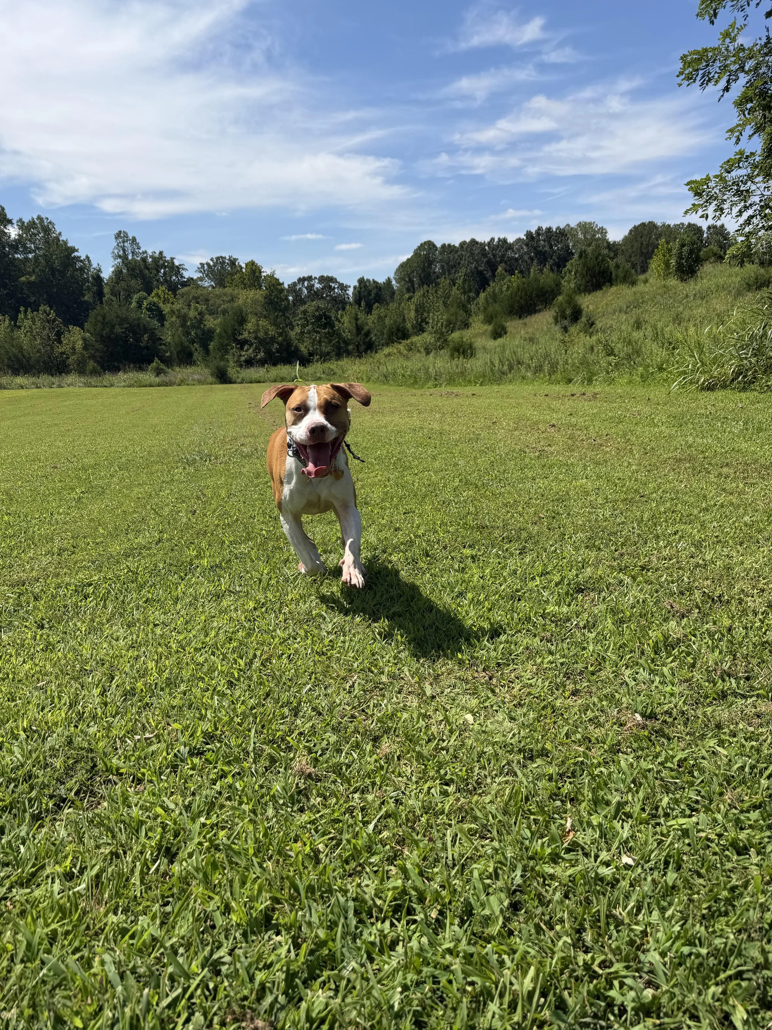A happy brown and white dog running on a green grassy field under a bright blue sky with some scattered clouds, surrounded by trees and bushes in the background.