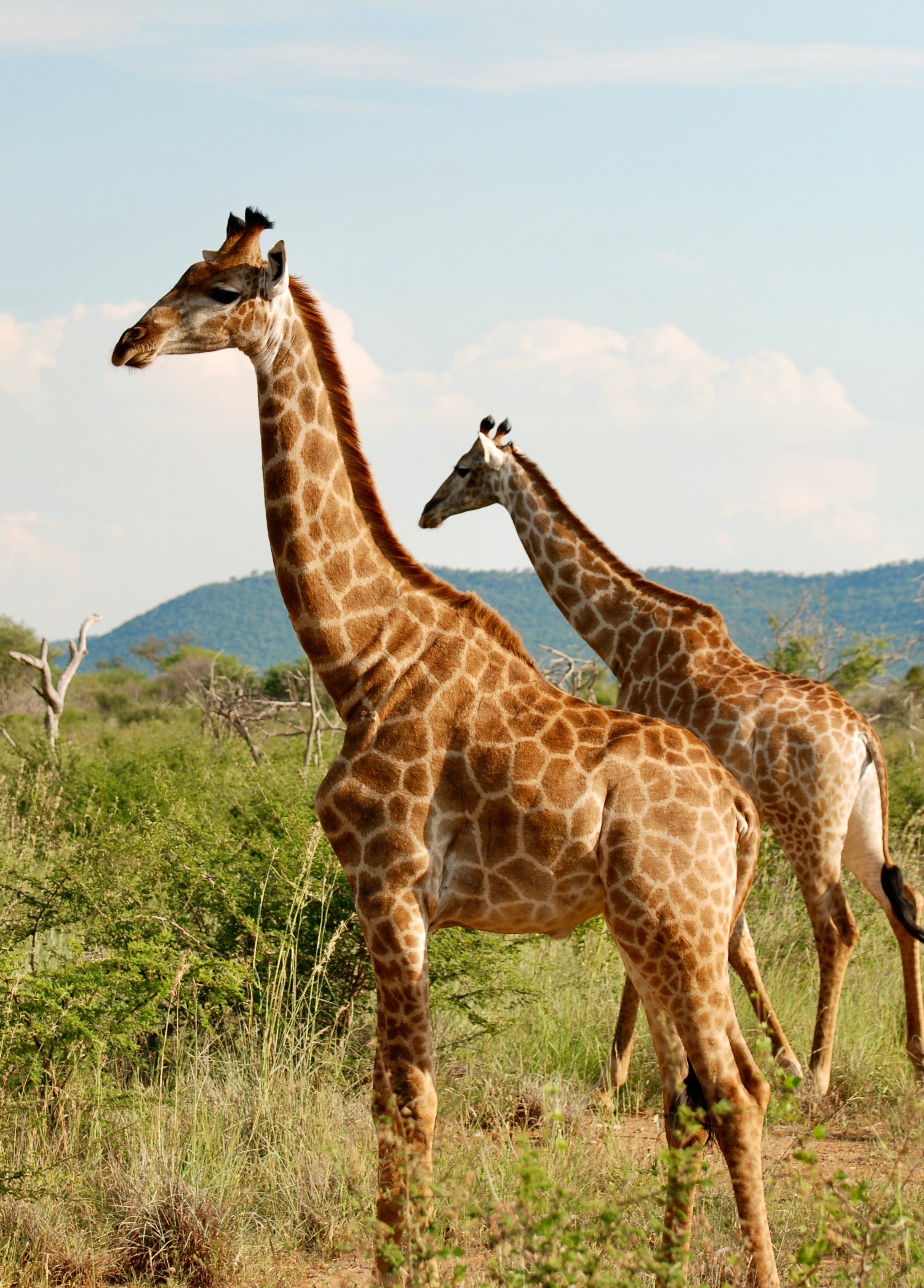 Three giraffes among acacia trees at Madikwe Game Reserve, South Africa.
