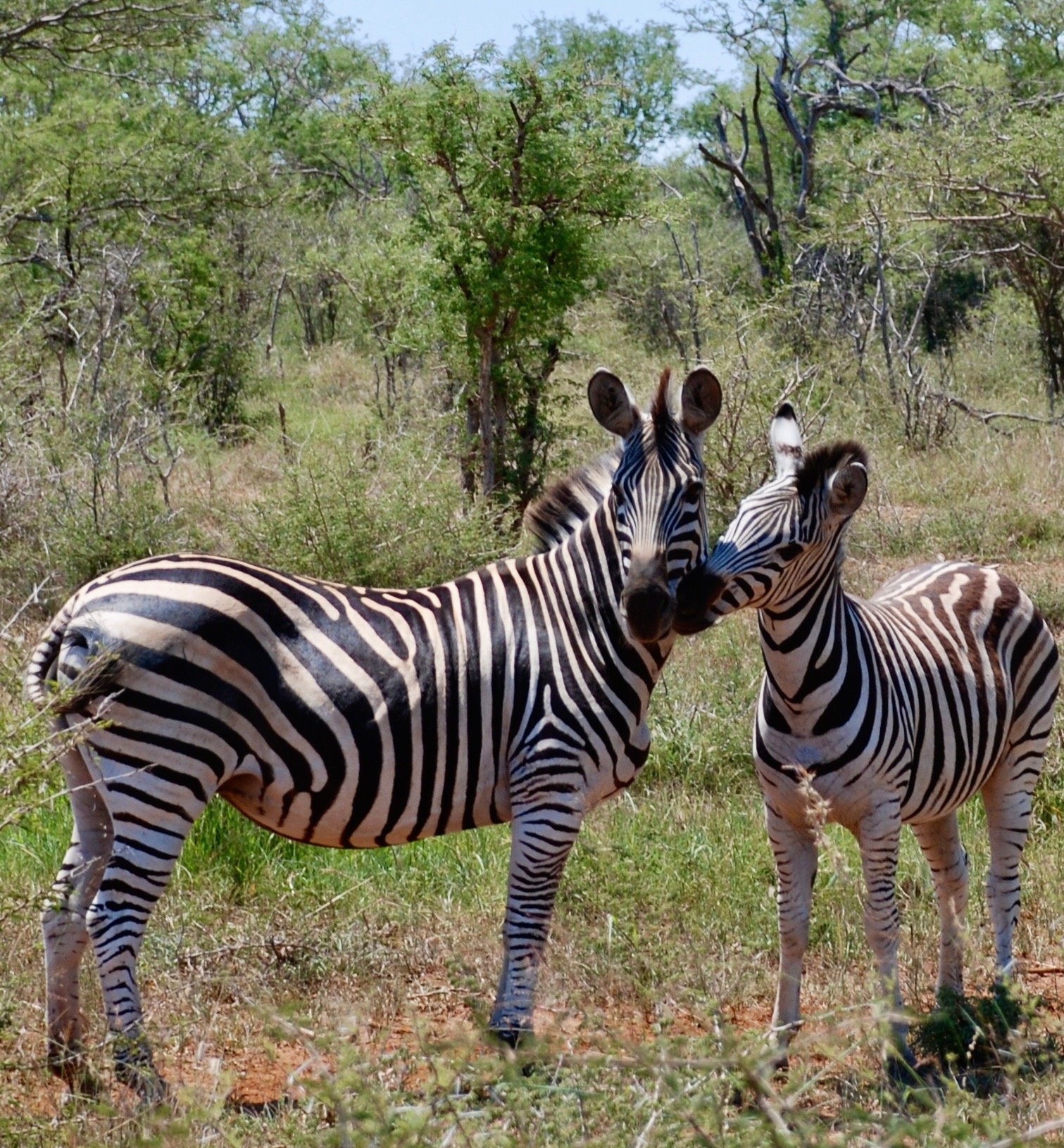 Two zebras nuzzling, muzzles touching, on the savanna at Madikwe Game Reserve, South Africa.