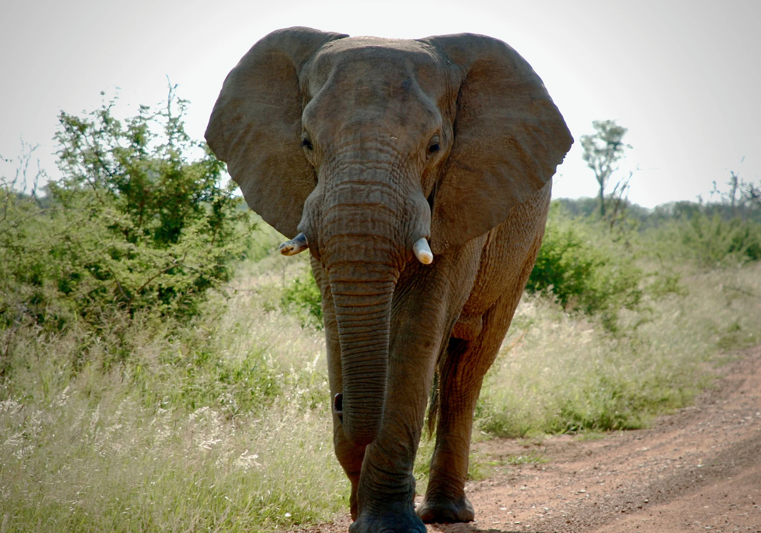 A large elephant walking toward the camera on a dirt path at Madikwe Game Reserve, South Africa.