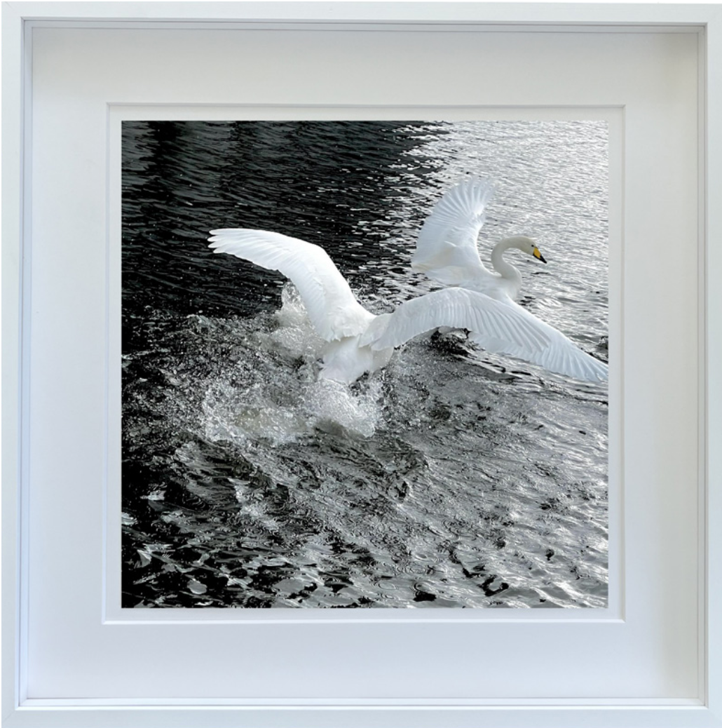 VÆNGHAF
Archival pigment print on lustre paper. 30 × 30 cm 65.000 kr. -Edition of 3