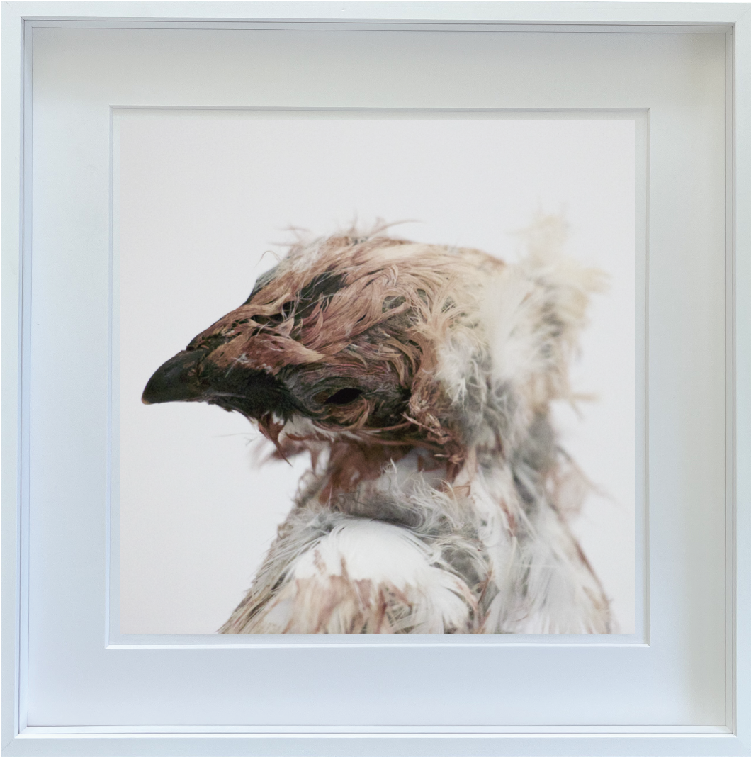 FANG 
Archival pigment print on lustre paper. 
60 × 60 cm 
250.000 kr. -
Edition of 5