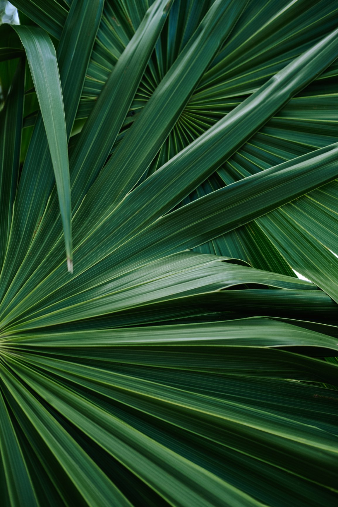 Close-up of green palm leaves with radiating pattern.