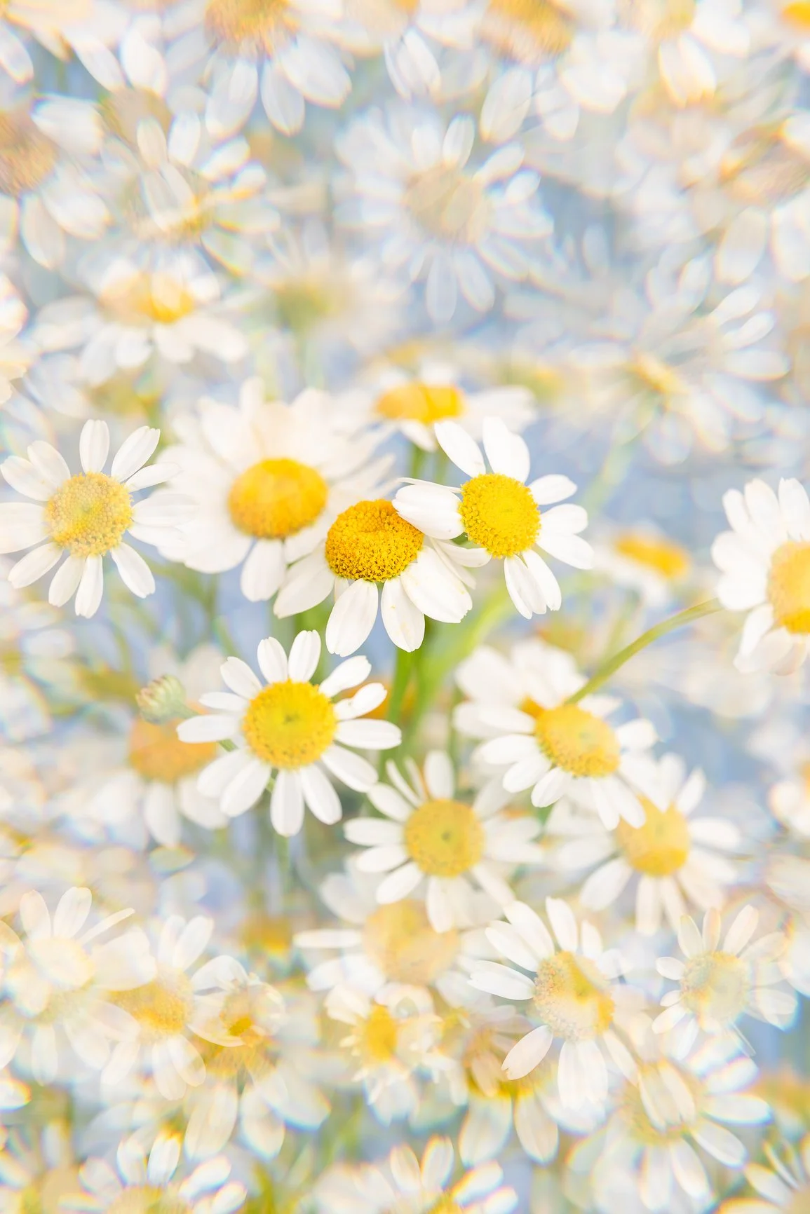 Close-up of small white daisies with yellow centers, with a blurred background of daisies.