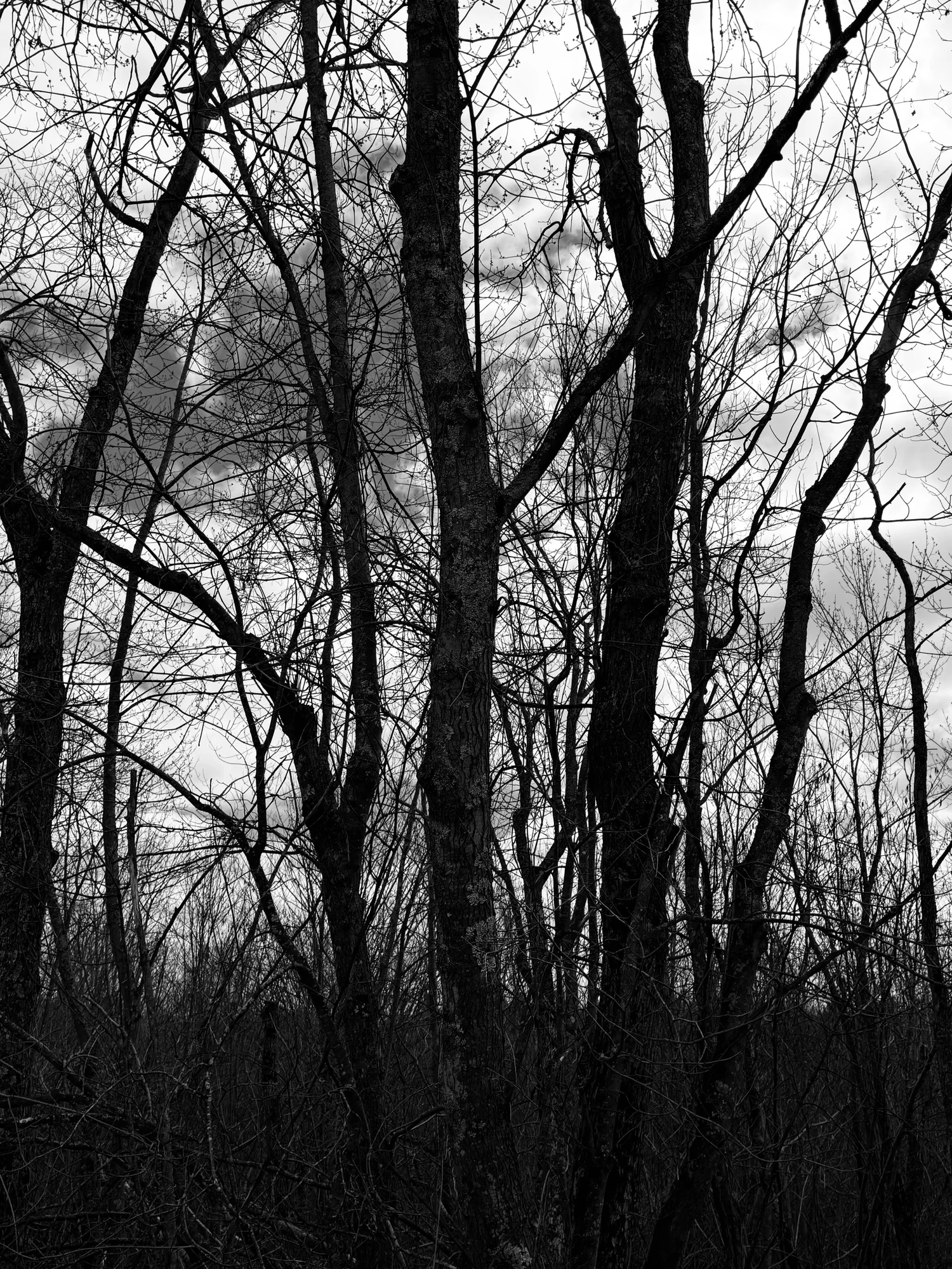 S. Rockwood