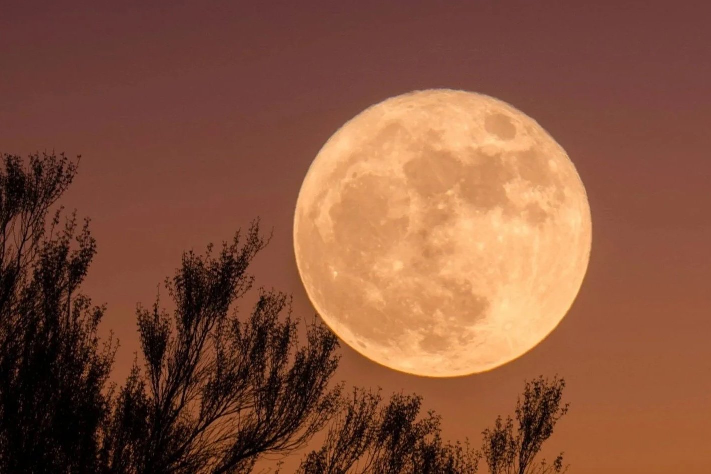 Large full moon in a pinkish sky with silhouetted tree branches in the foreground.