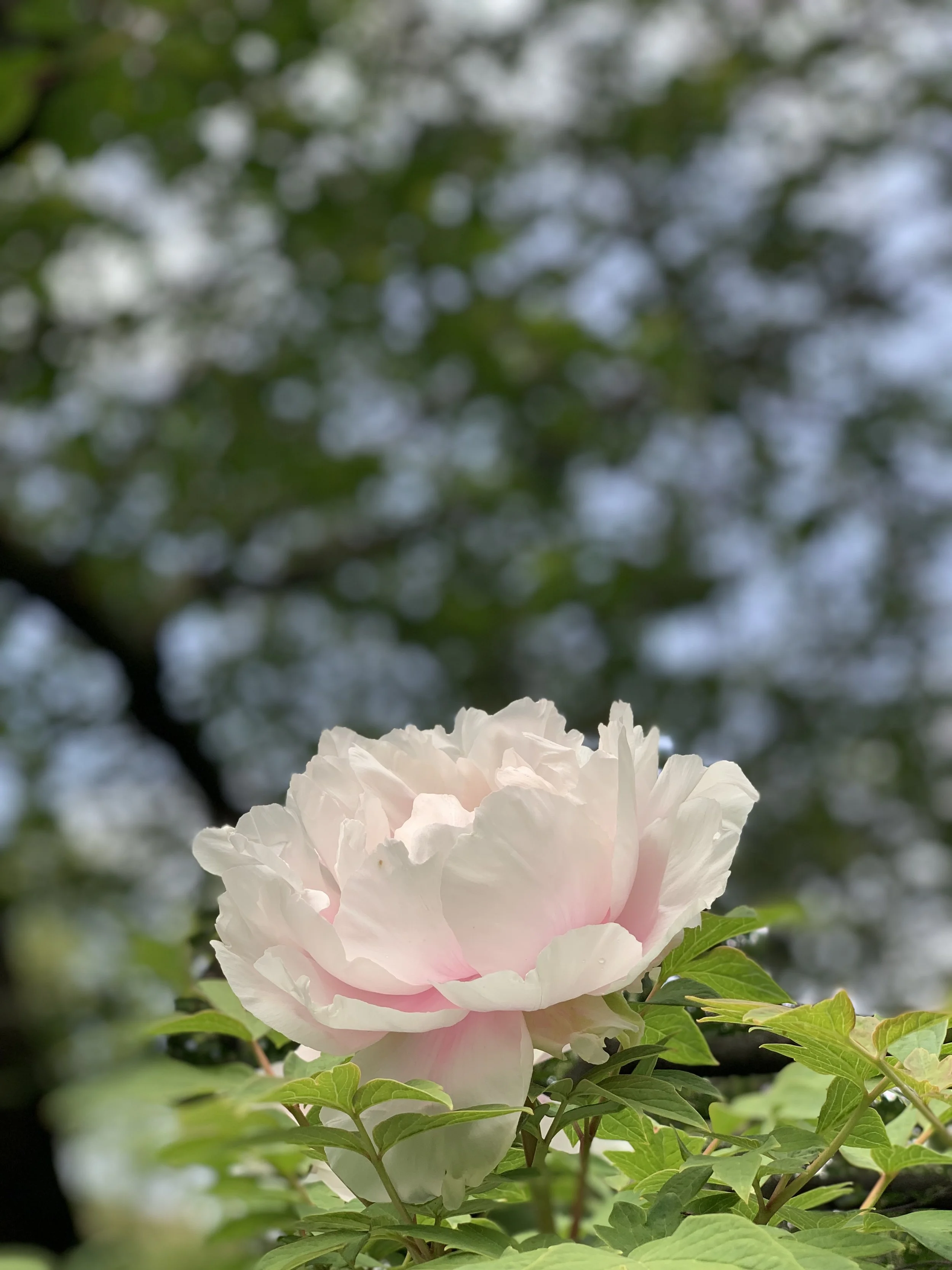 Emerging