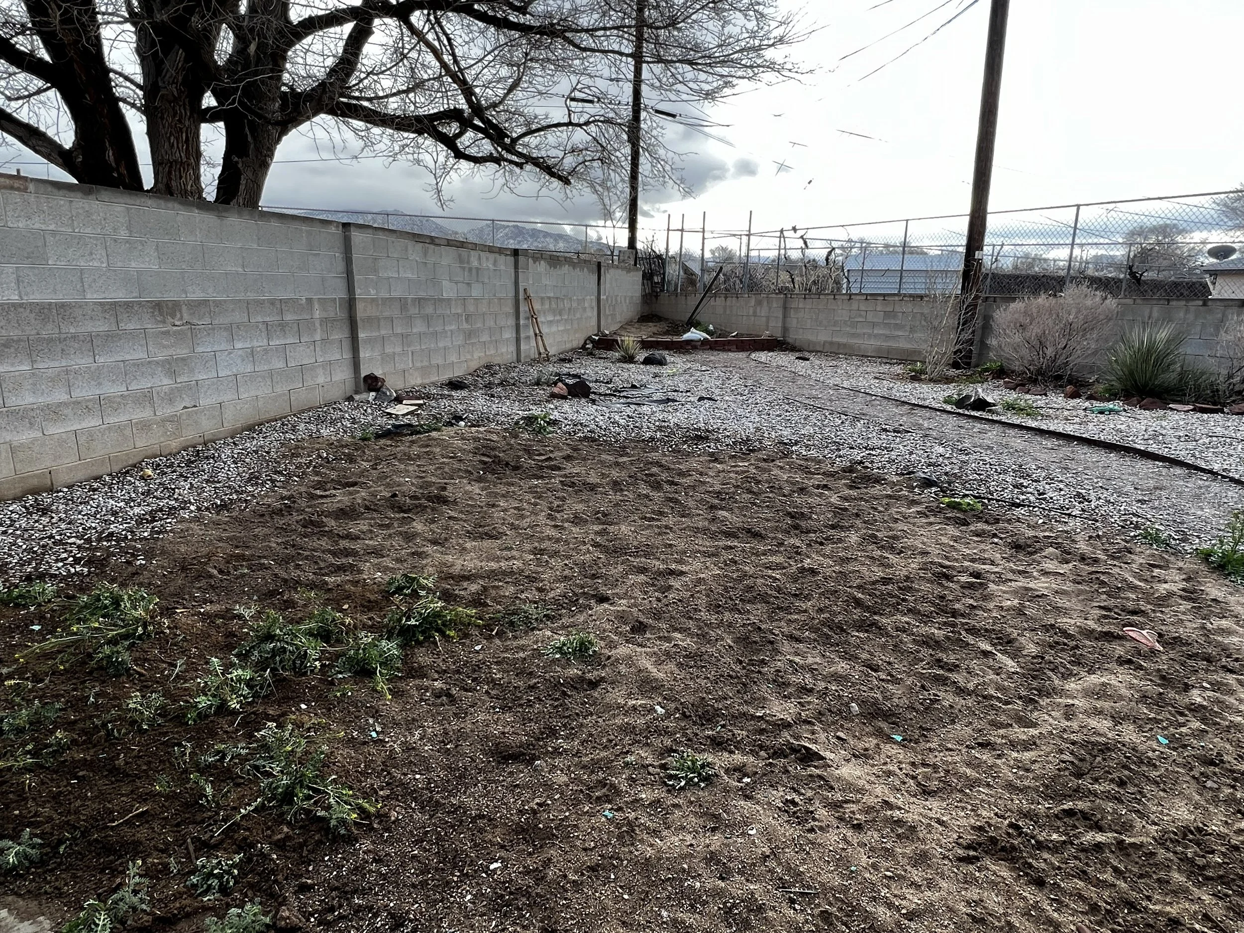 A backyard with a cinder block wall, leafless trees, some plants, and a chain-link fence. The ground is dirt with some scattered rocks and debris.