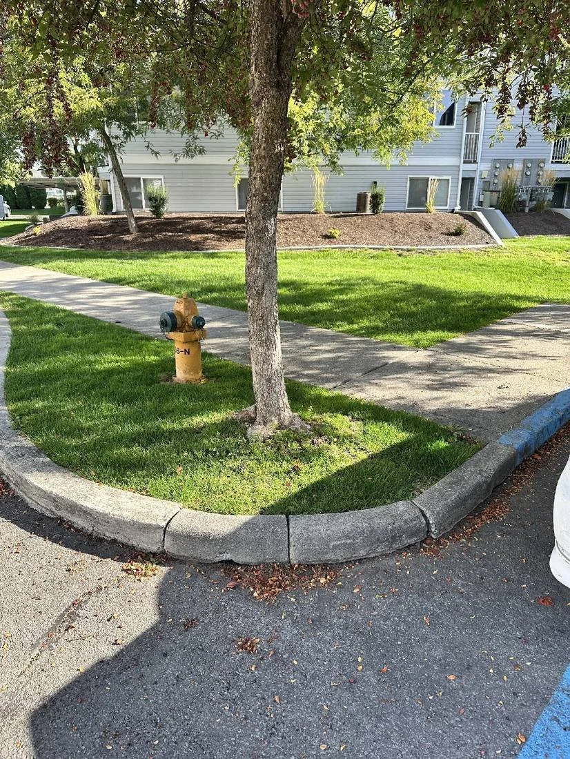 Small lawn pocket around a mature tree and fire hydrant at Trail Lodge Apartments, identified for review as part of simplifying mowing and protecting roots.