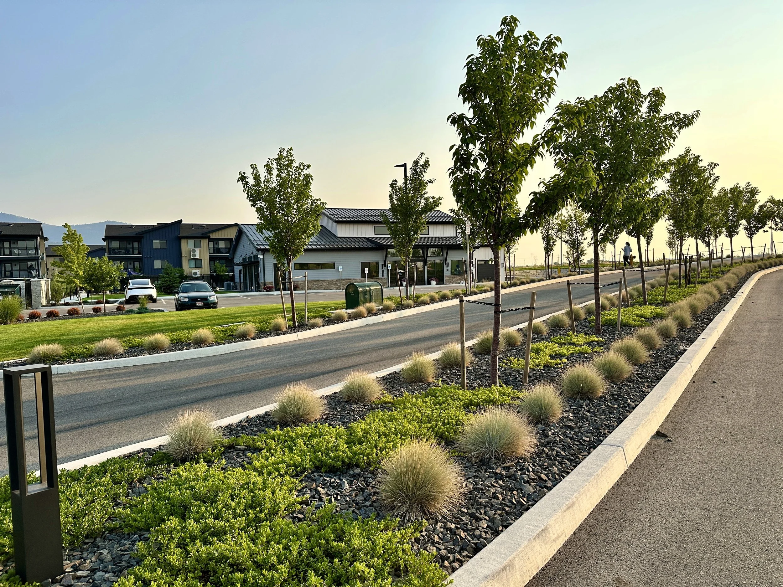 Landscaped residential street with sidewalk, ornamental grasses, and young street trees
