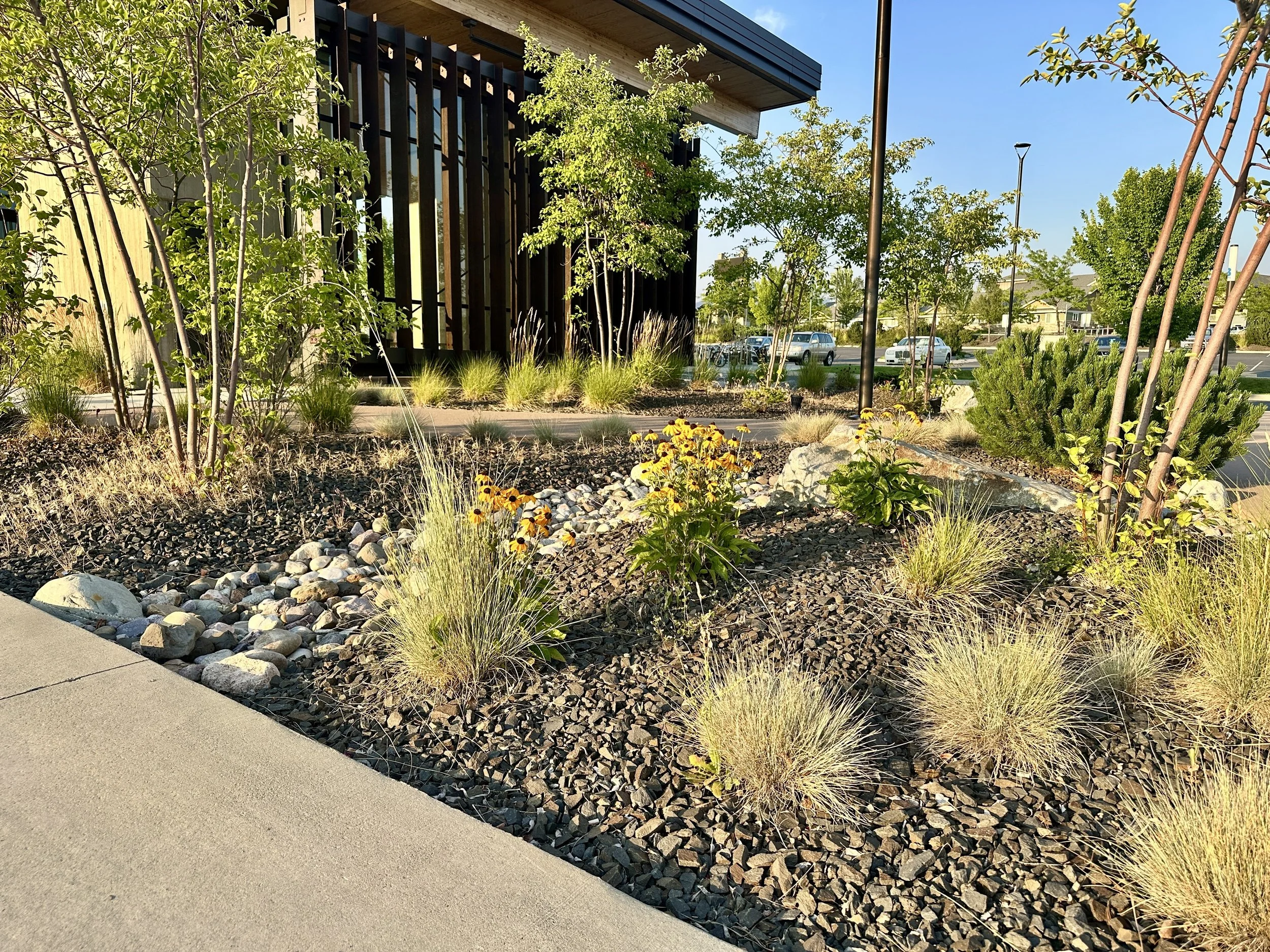 Commercial landscape with ornamental grasses, young trees, and decorative rock