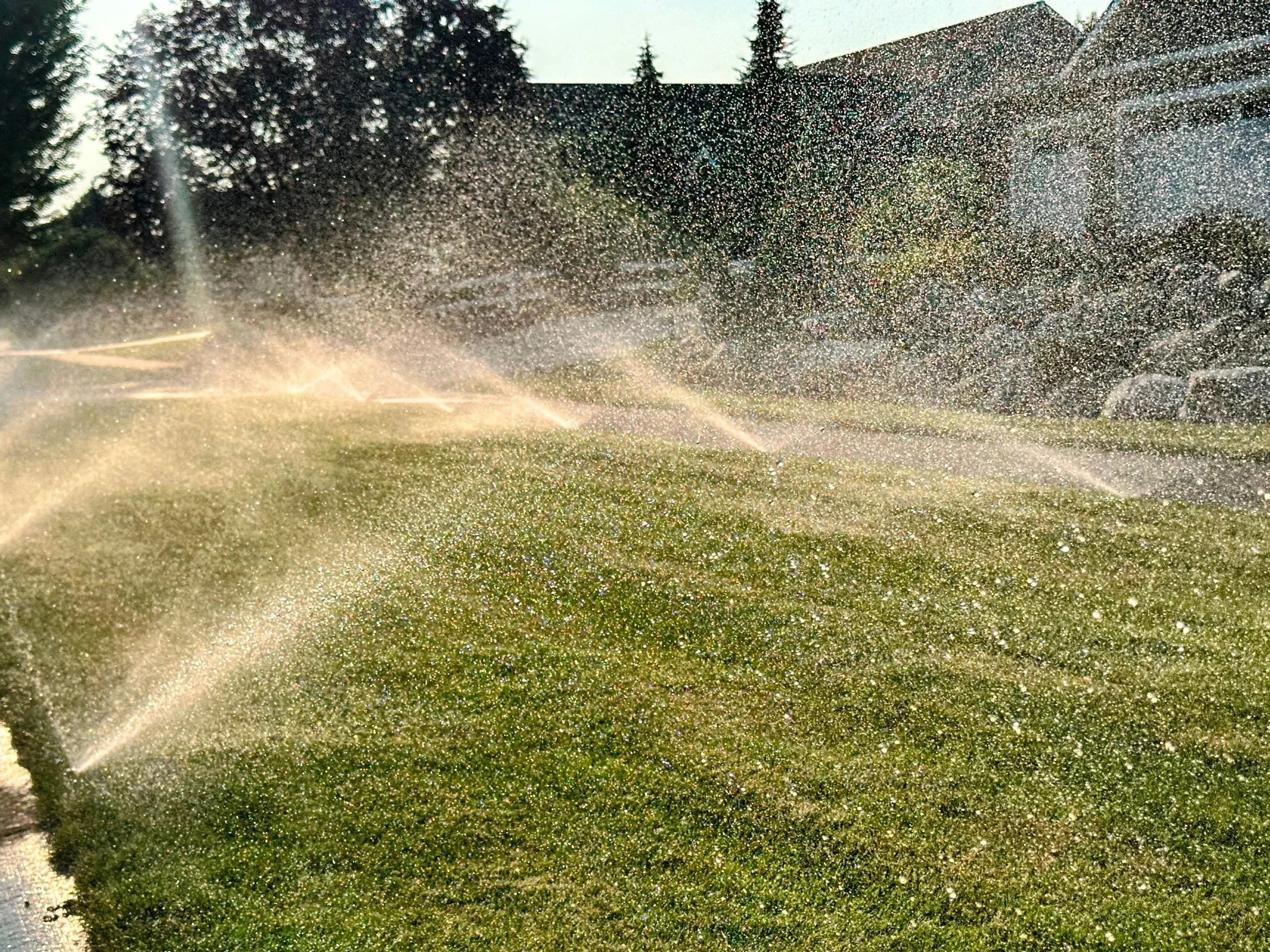Overlapping irrigation sprinklers watering a turf lawn