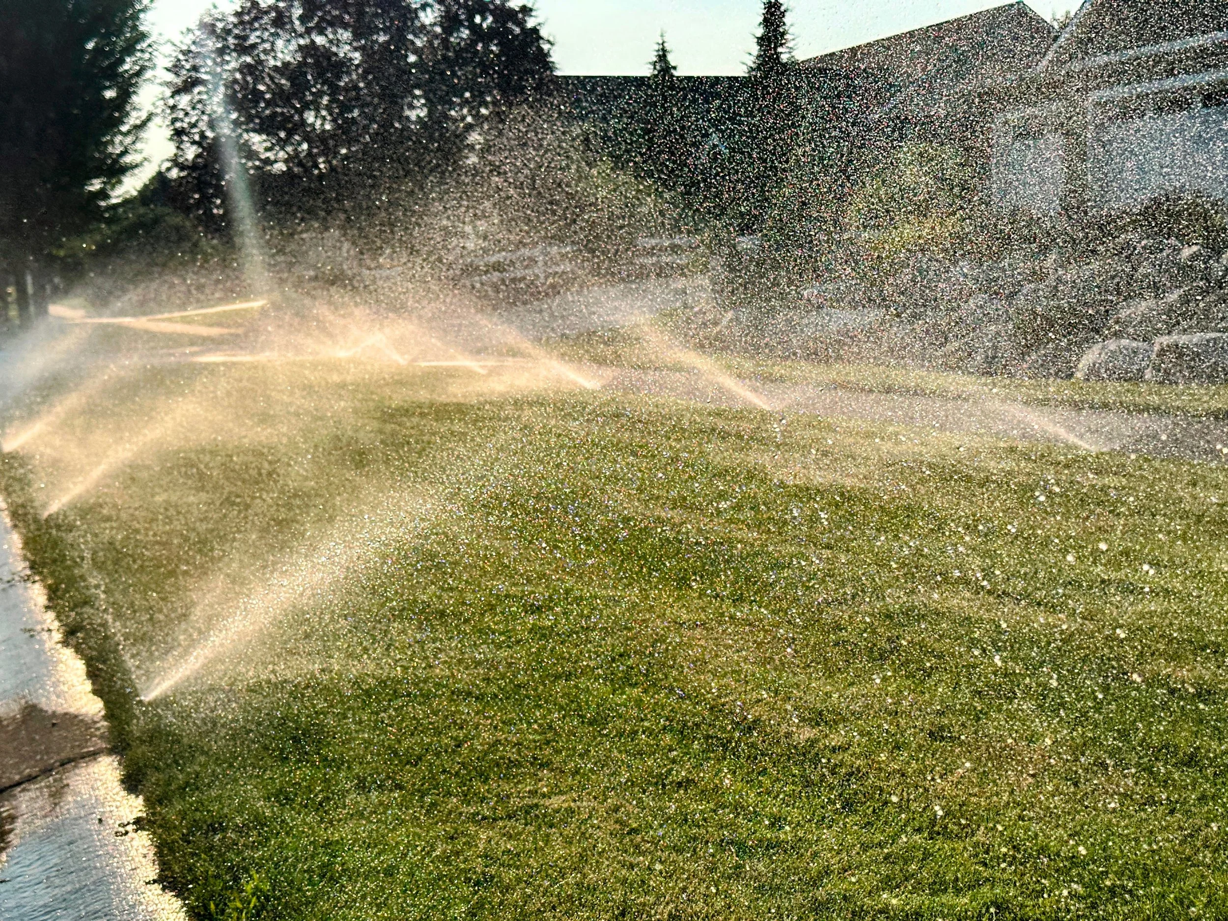 Overlapping irrigation sprinklers watering a turf lawn