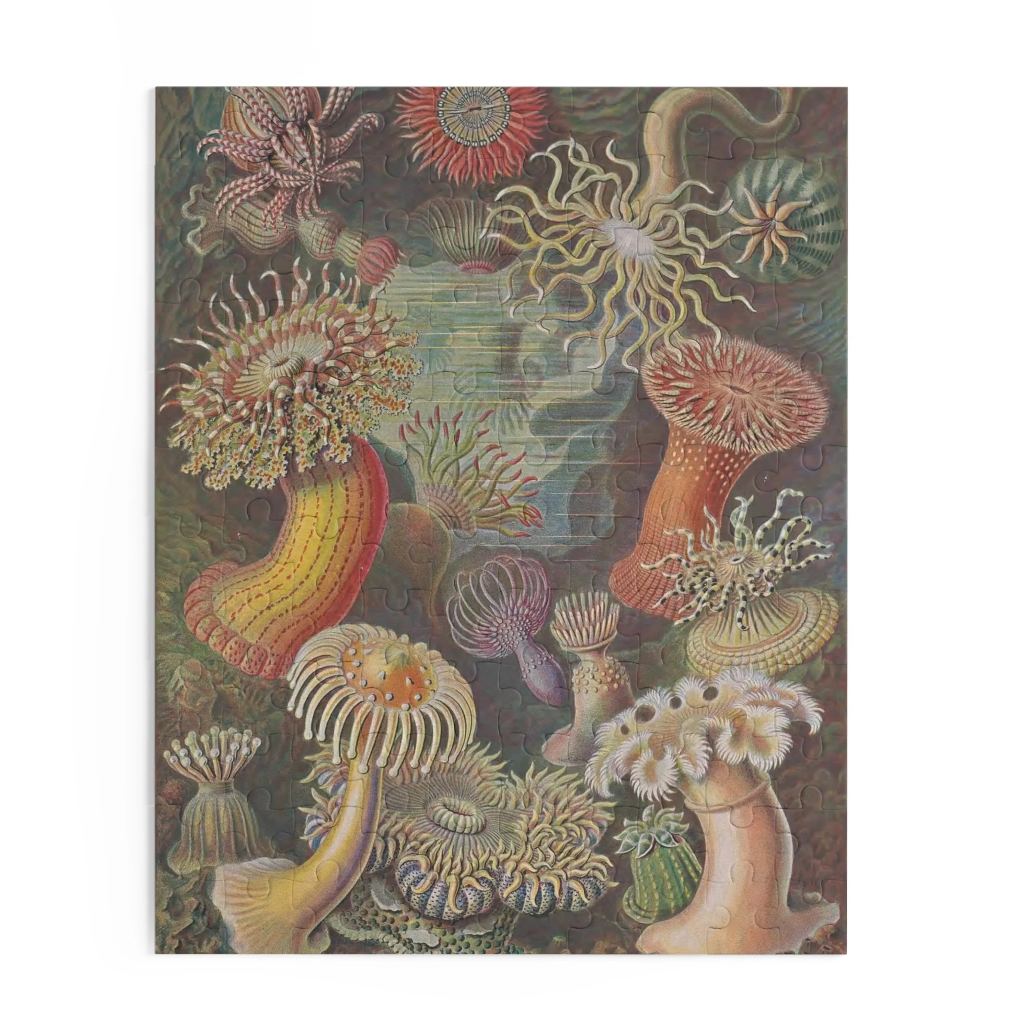 Sea Anemones by Ernst Haeckel Puzzle, 120 or 252 Pieces