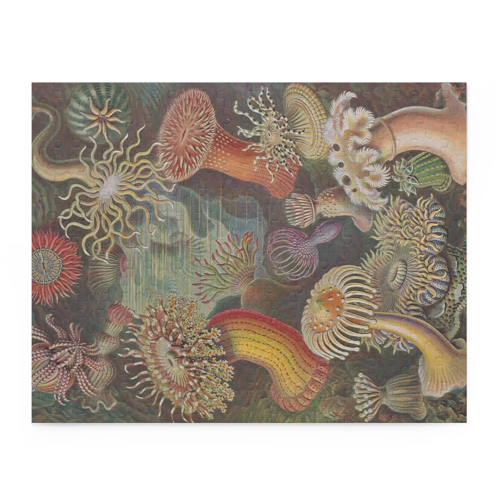 Sea Anemones by Ernst Haeckel Puzzle, 120 or 252 Pieces