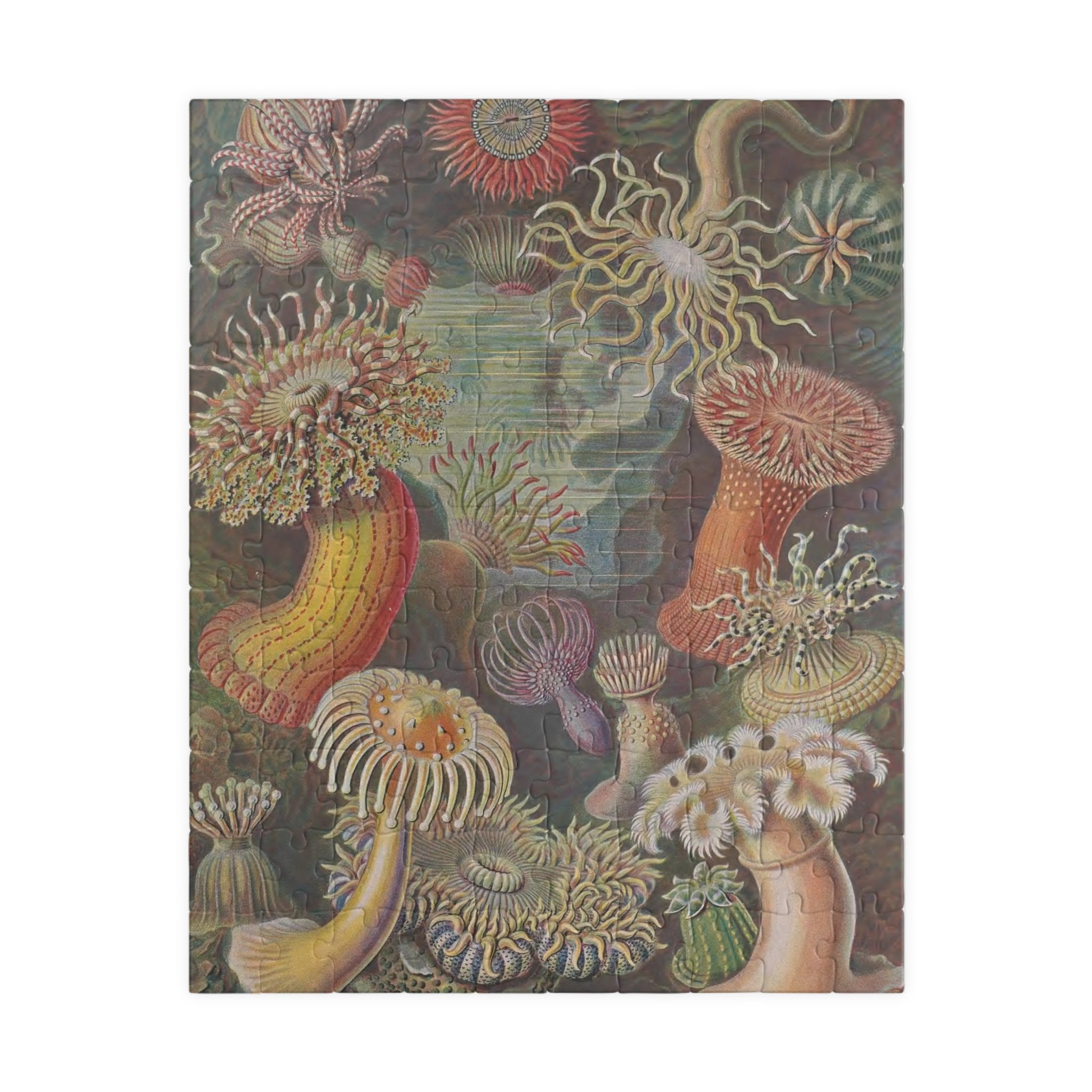 Sea Anemones by Ernst Haeckel Puzzle, 110 or 252 Pieces