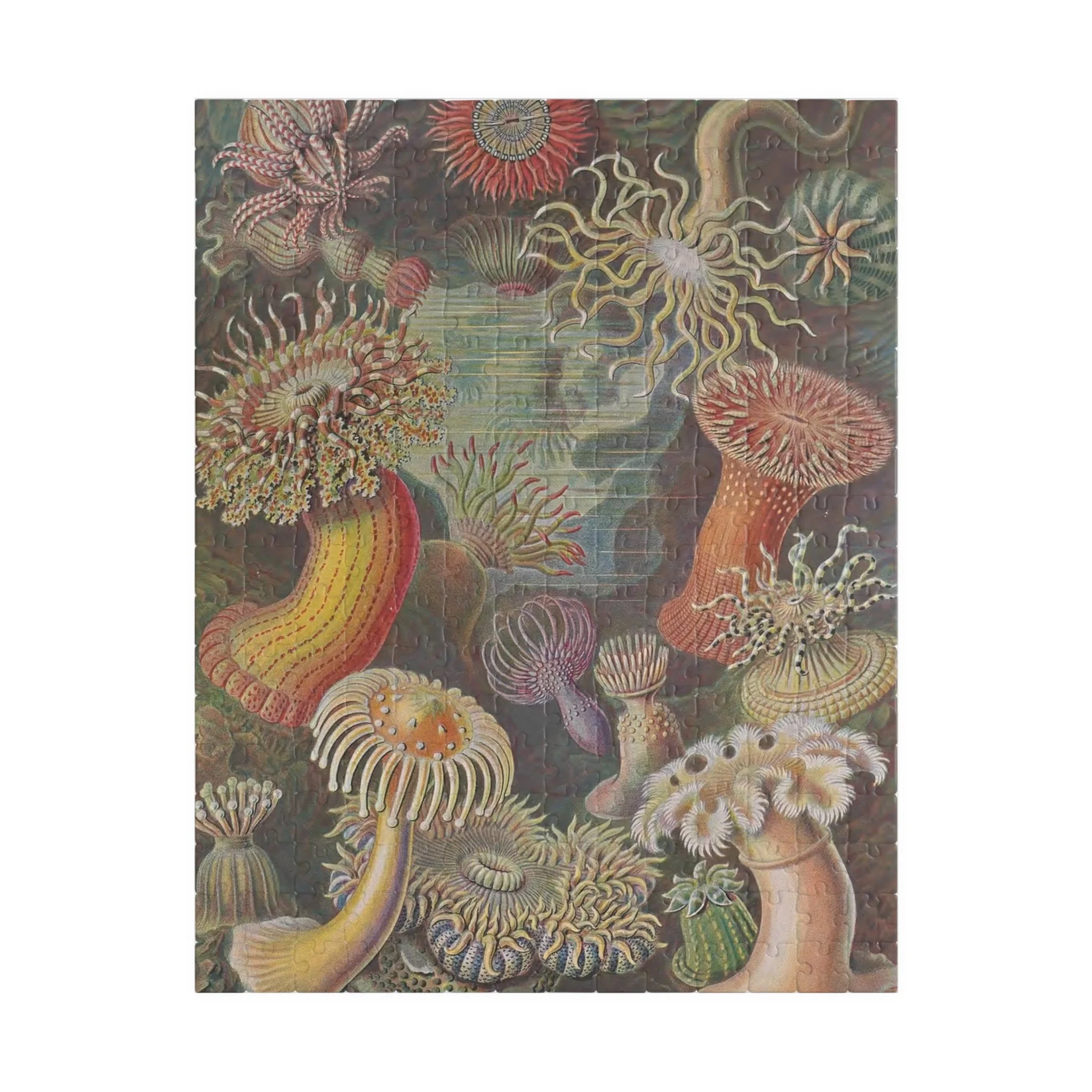 Sea Anemones by Ernst Haeckel Puzzle, 110 or 252 Pieces