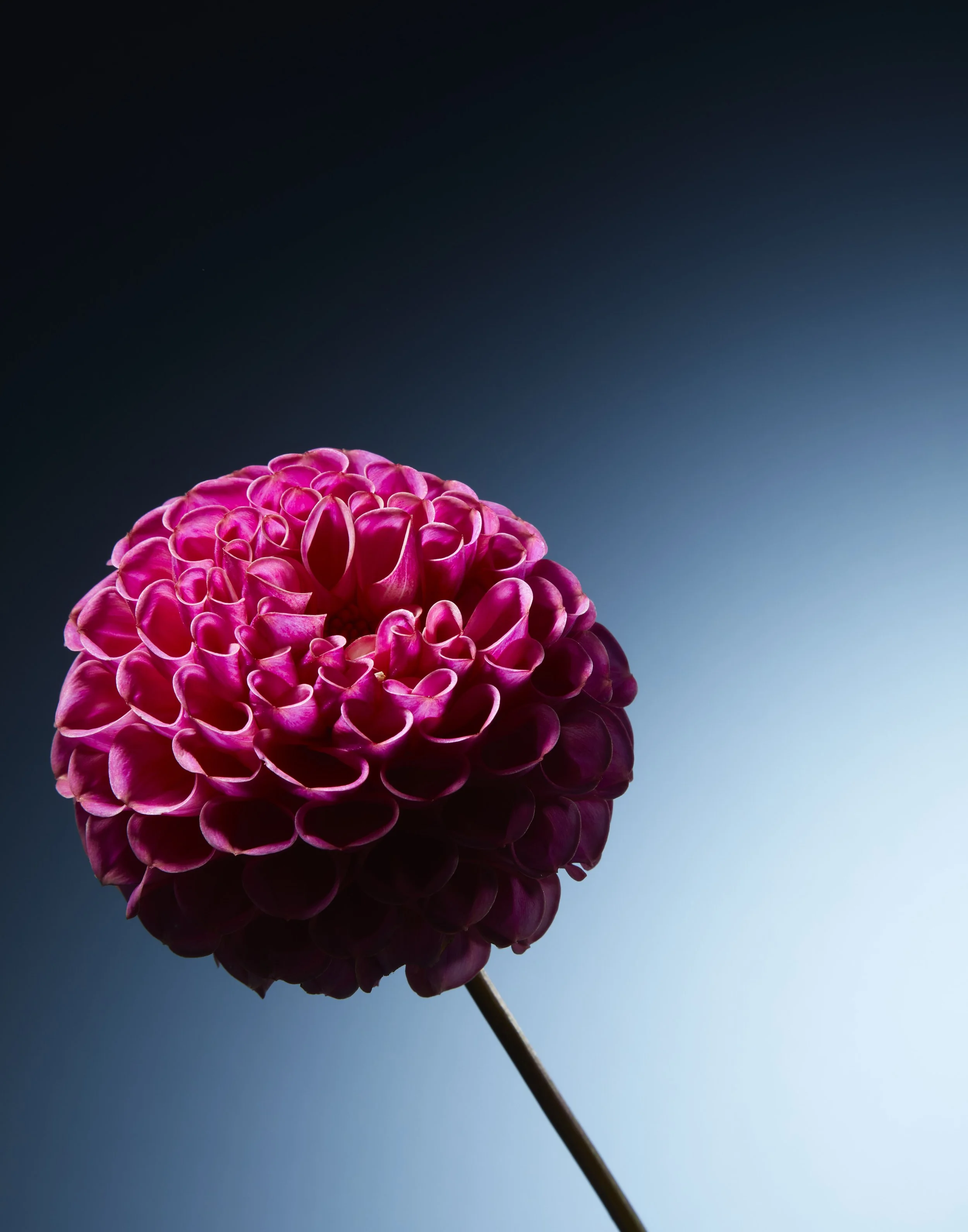 Flowers10.12.213524.jpg