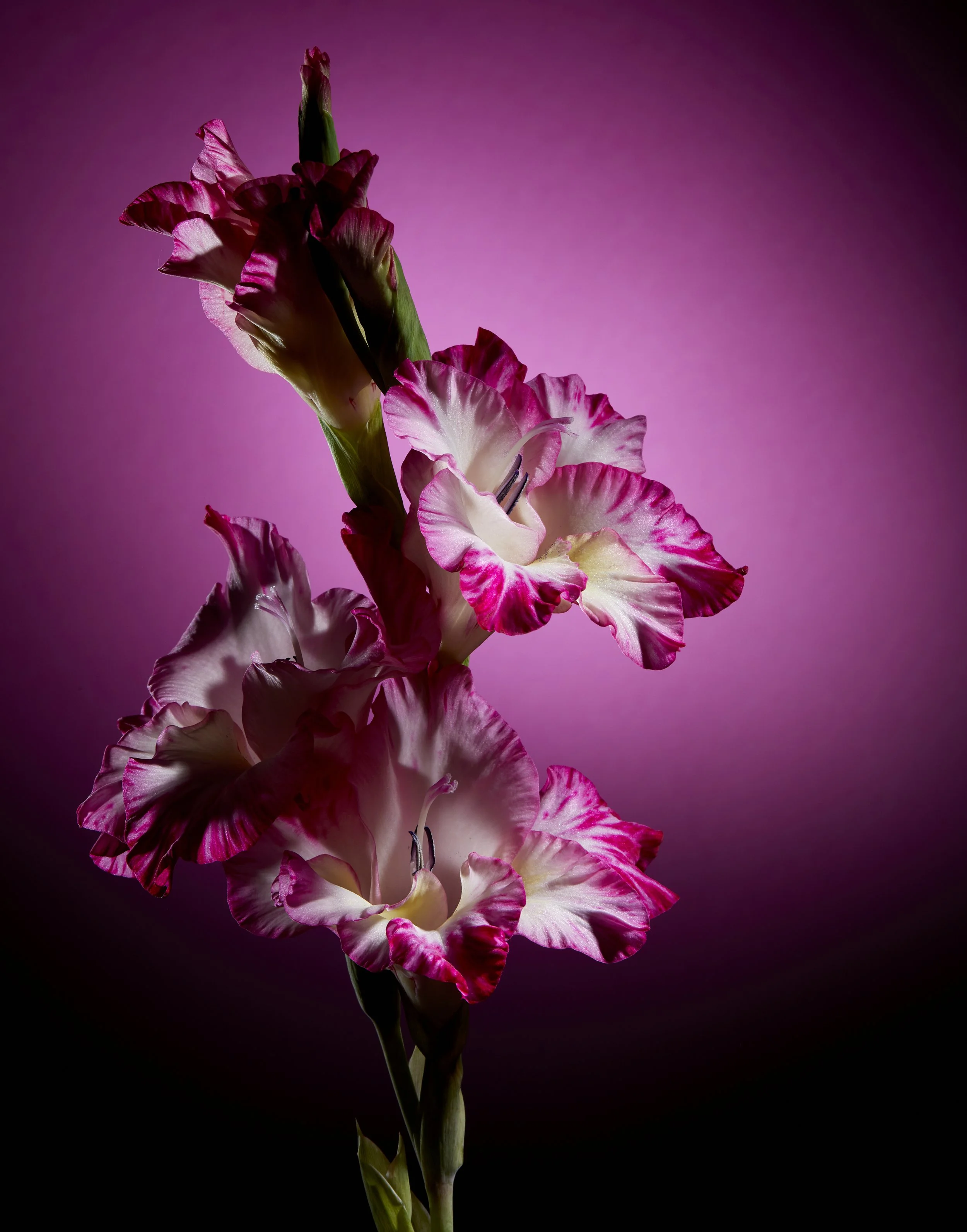 Gladiolus08.22.232336.jpg