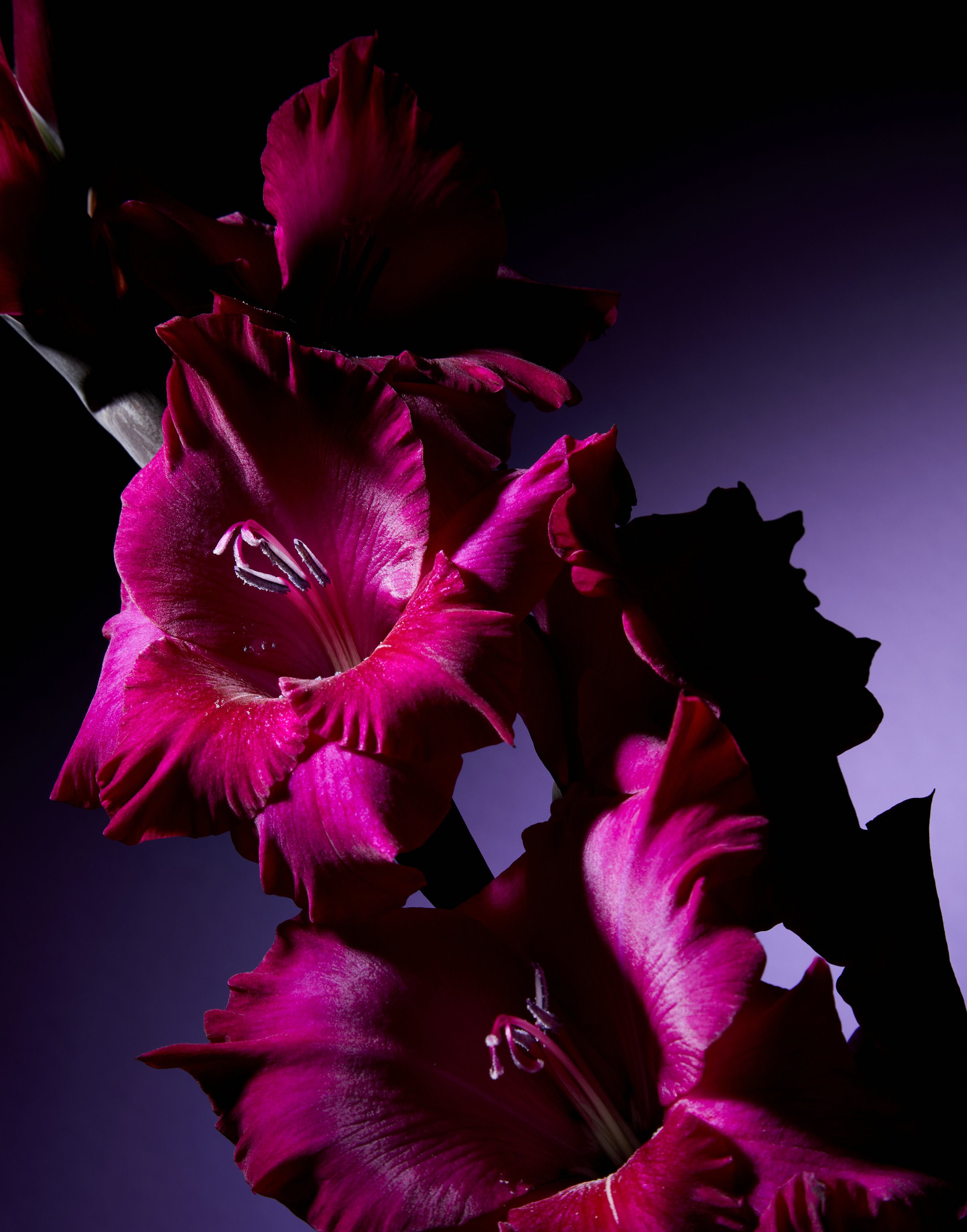 Gladiolus09.21.232759.jpg