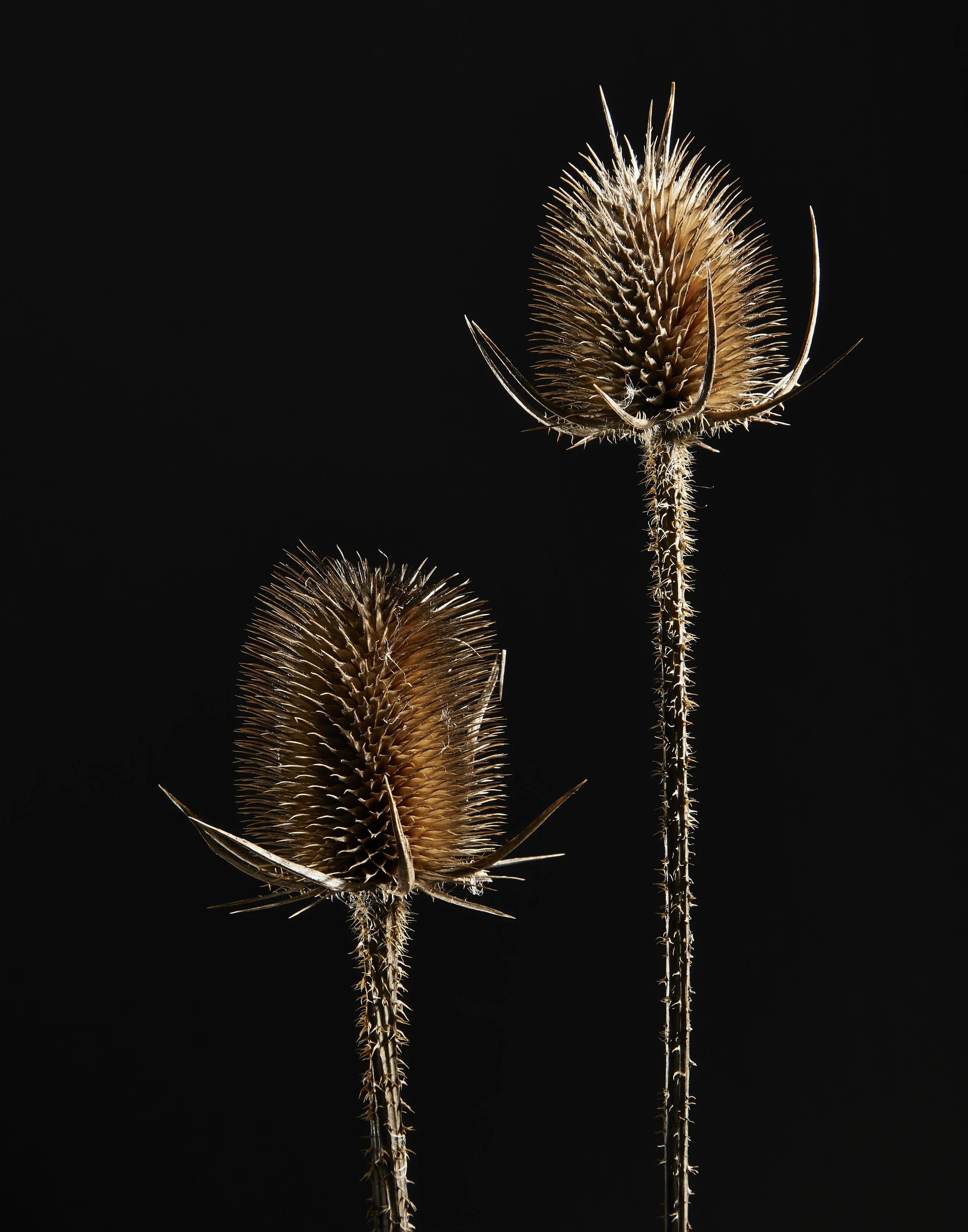 WinterFlora01.20.225728.jpg