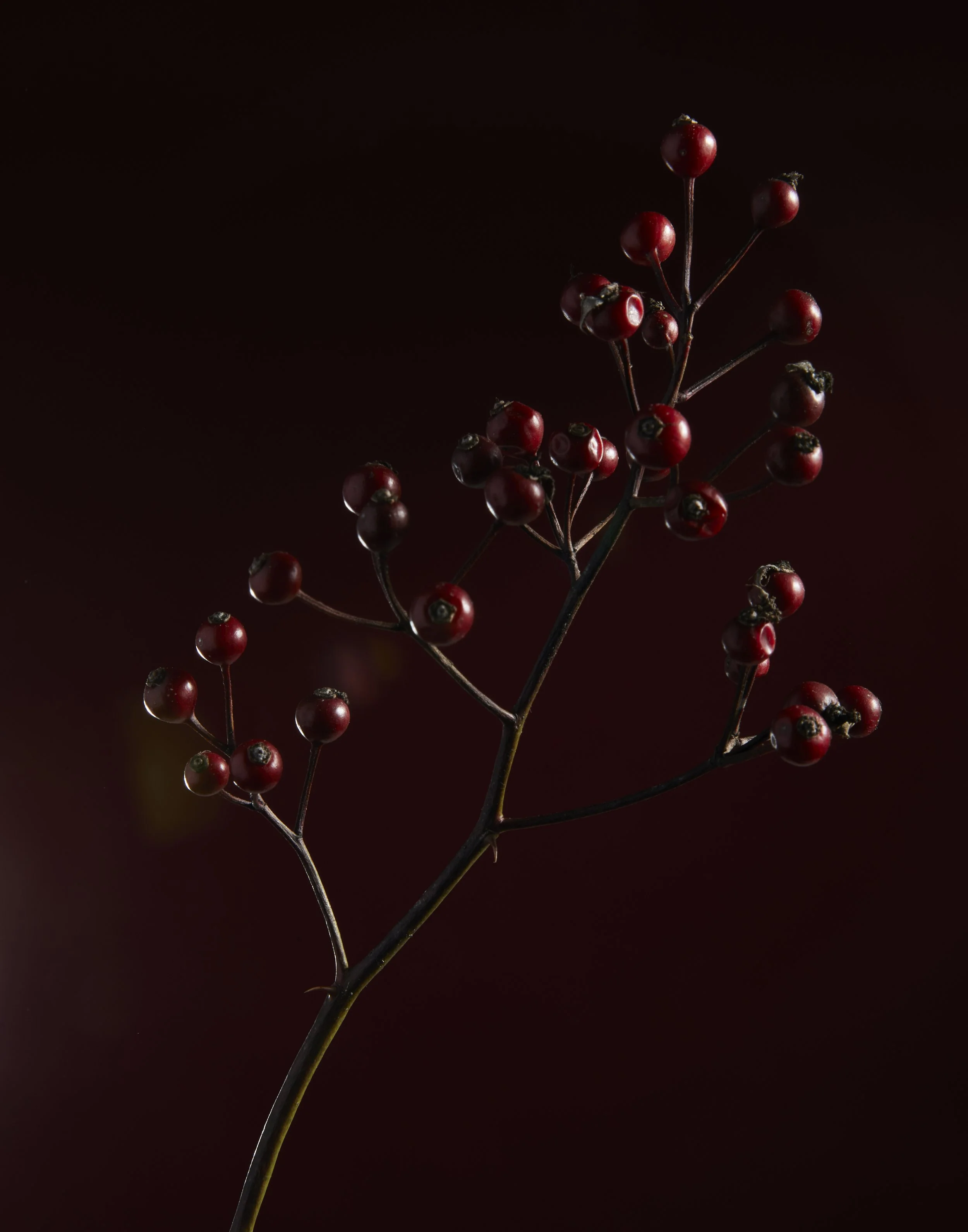 WinterFlora01.20.225523.jpg