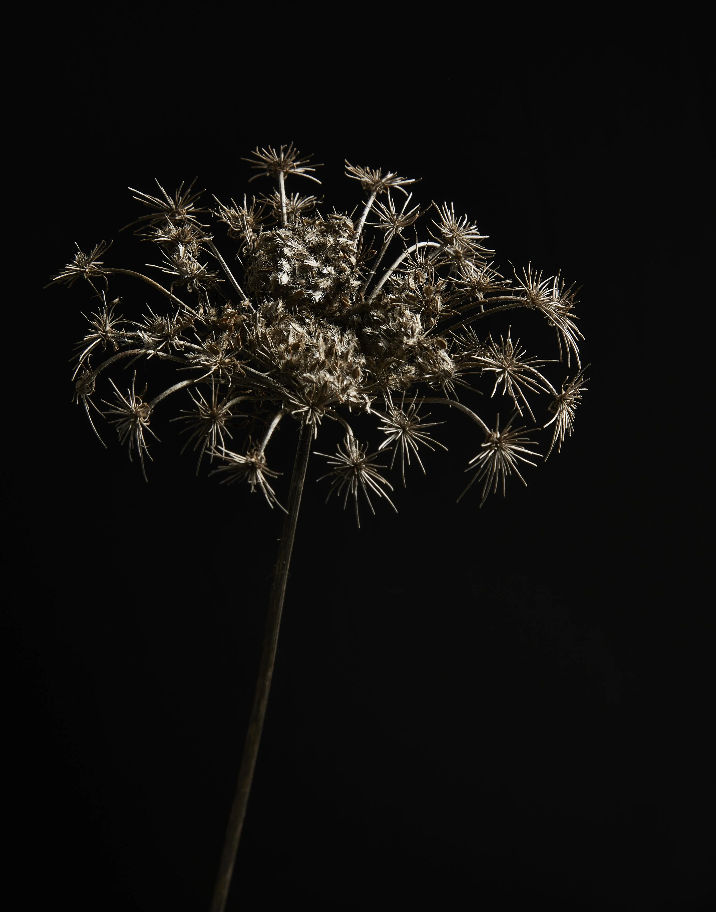 WinterFlora01.20.225685.jpg