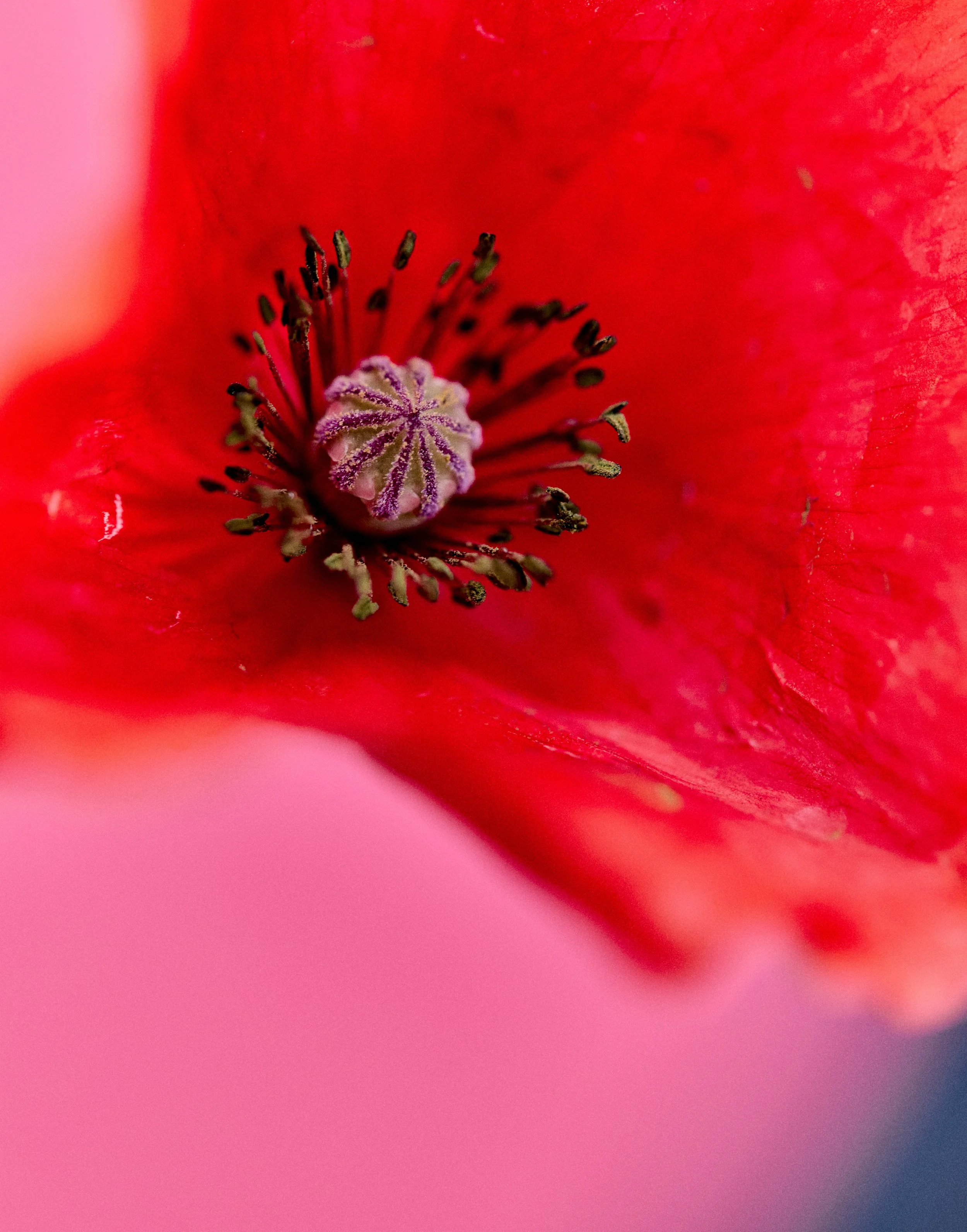 Flora